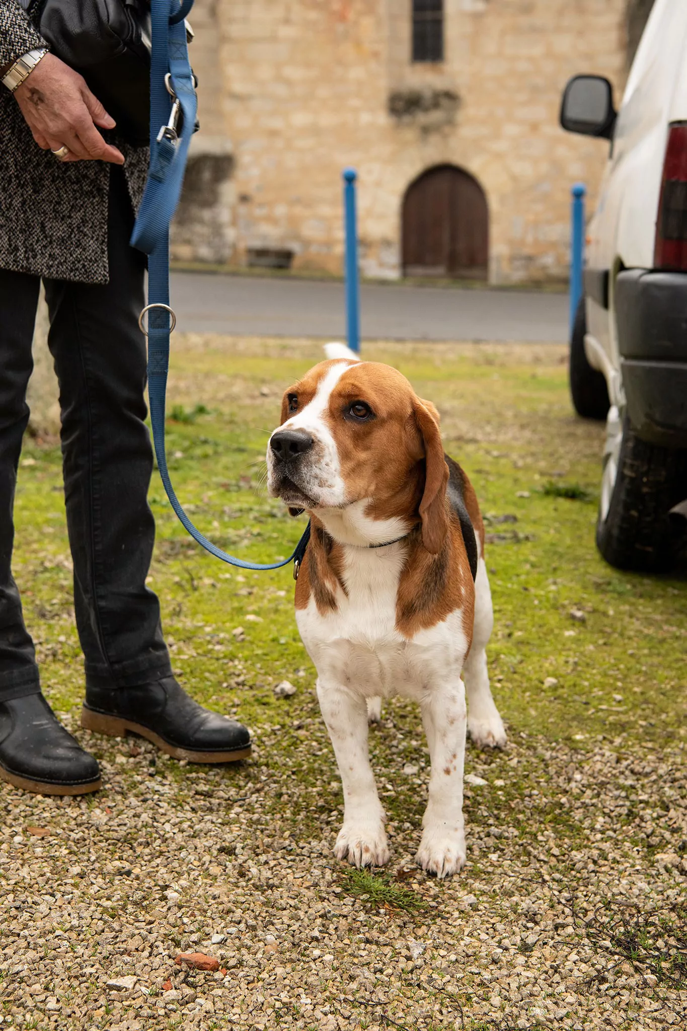 Le Noël des chiens
