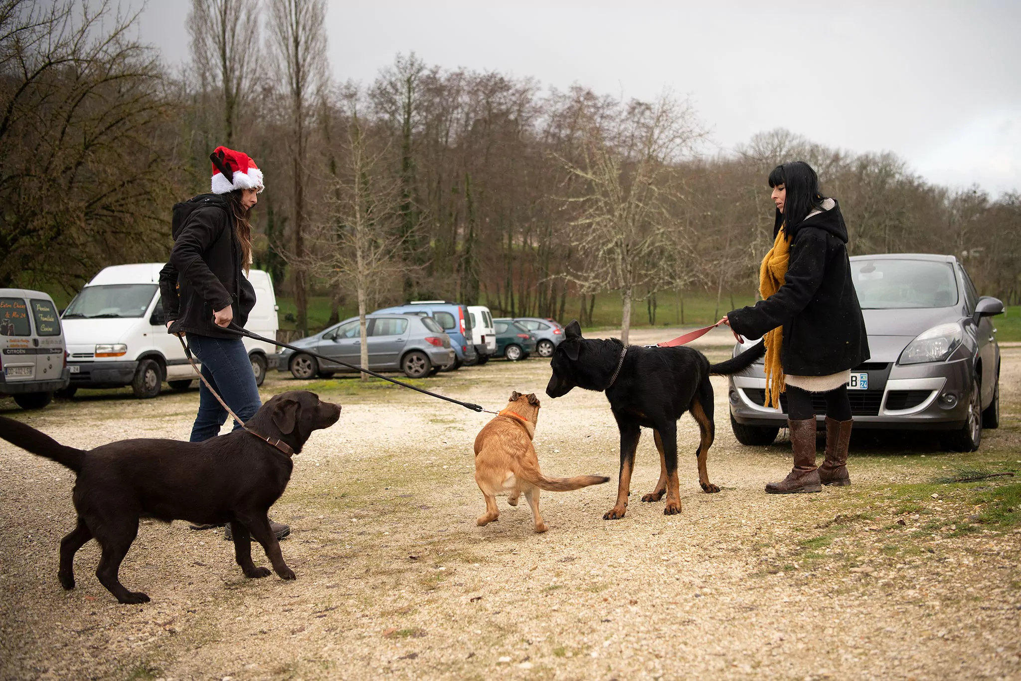 Le Noël des chiens