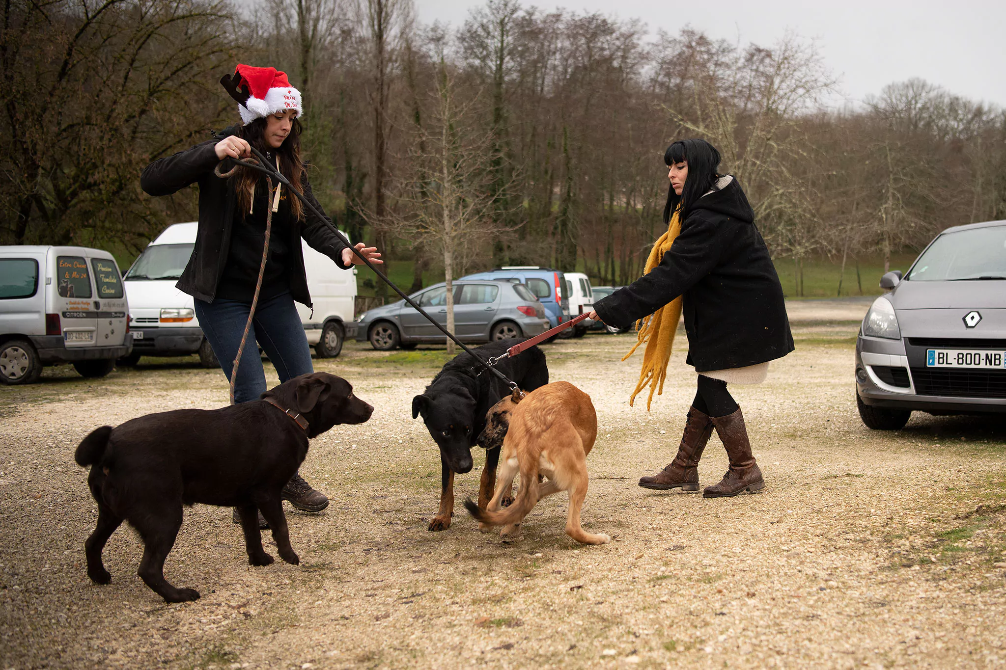 Le Noël des chiens