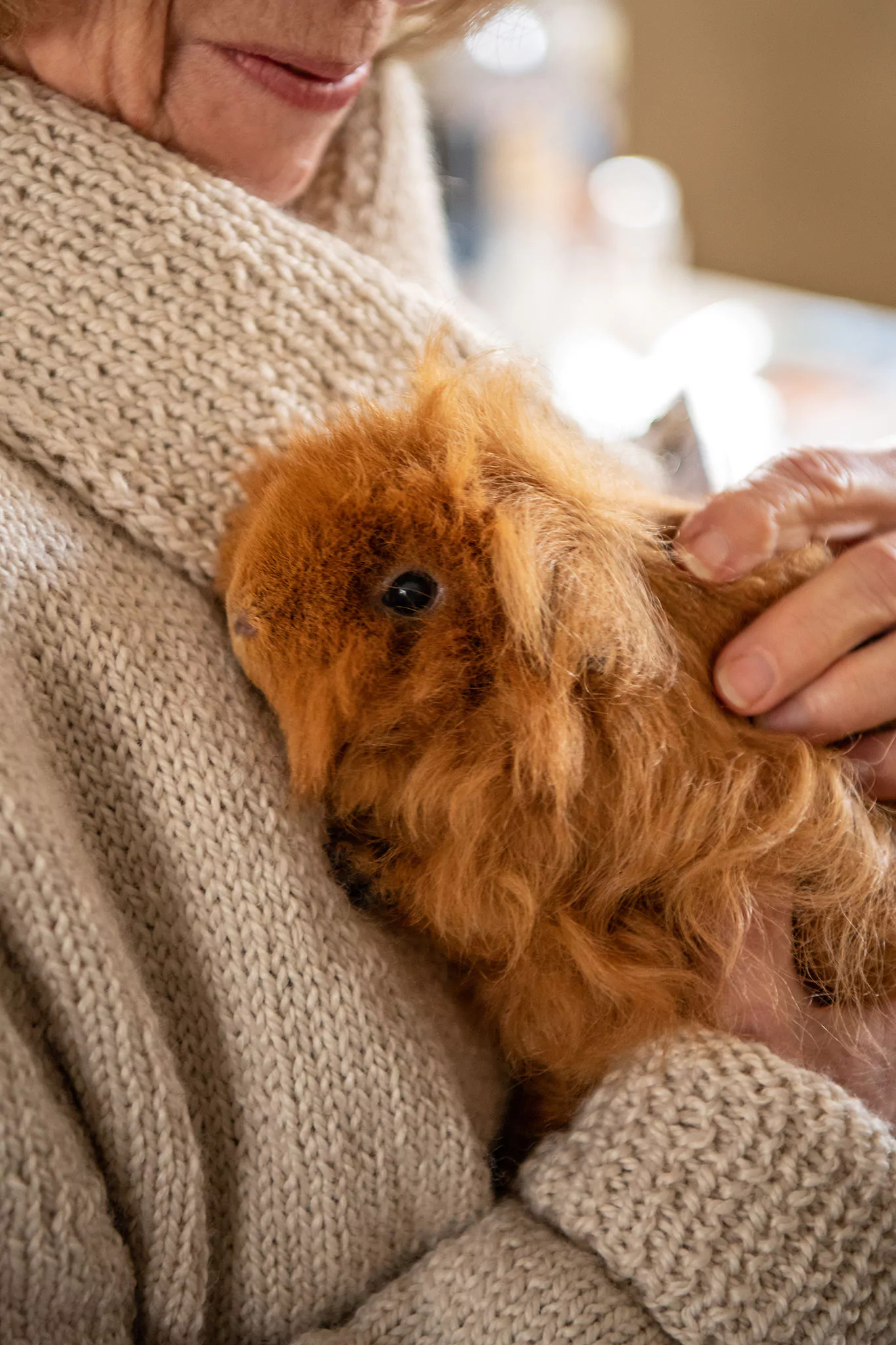 Le Noël des chiens