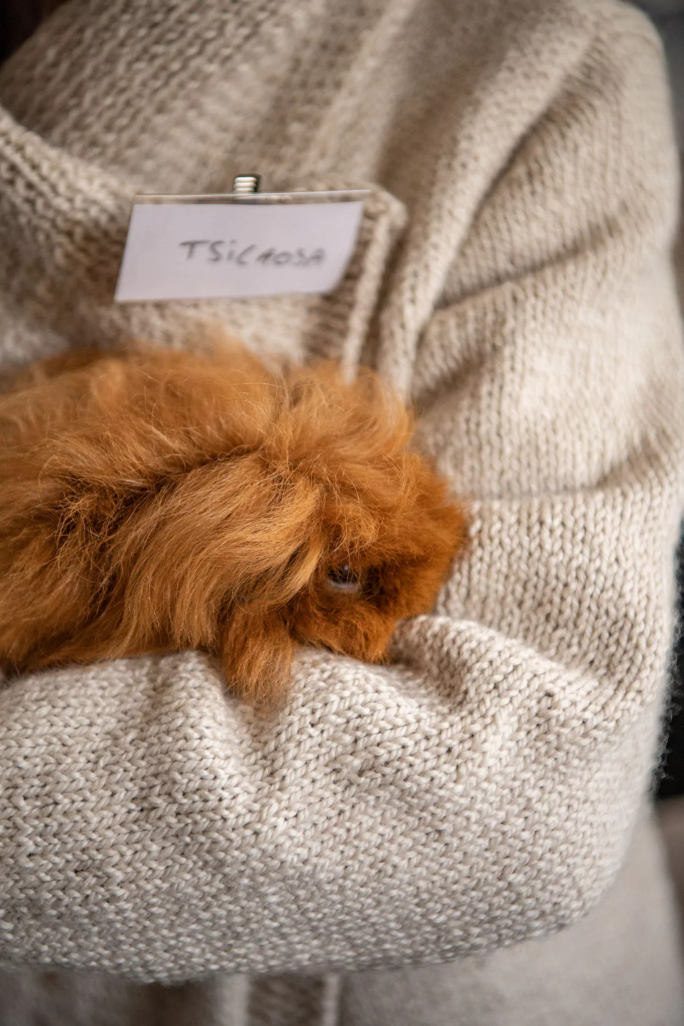 Le Noël des chiens