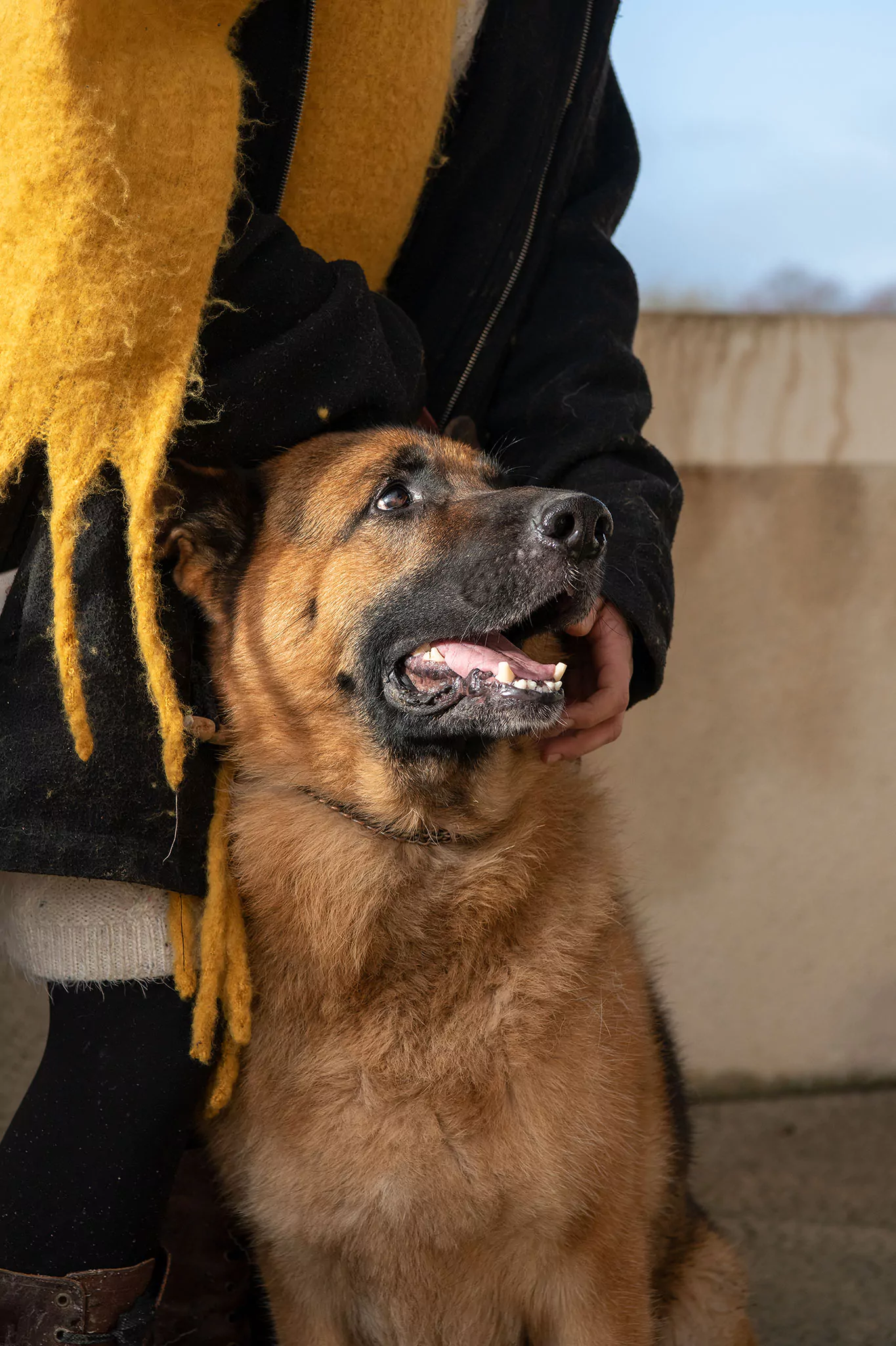 Le Noël des chiens
