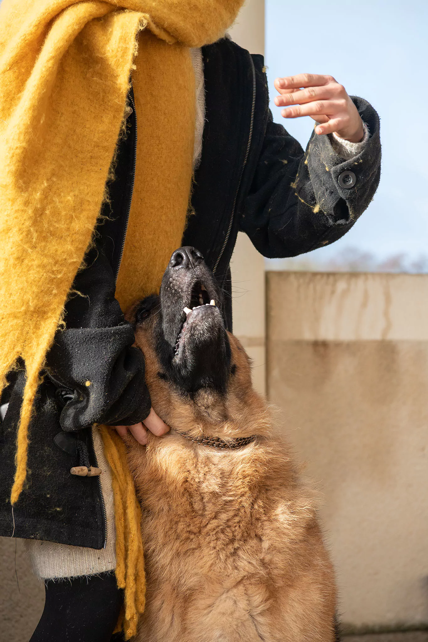 Le Noël des chiens