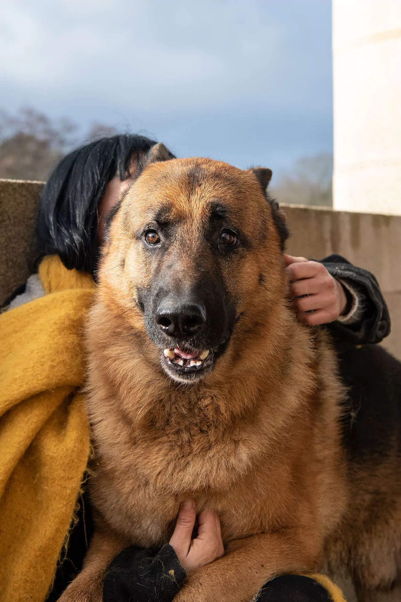 Le Noël des chiens