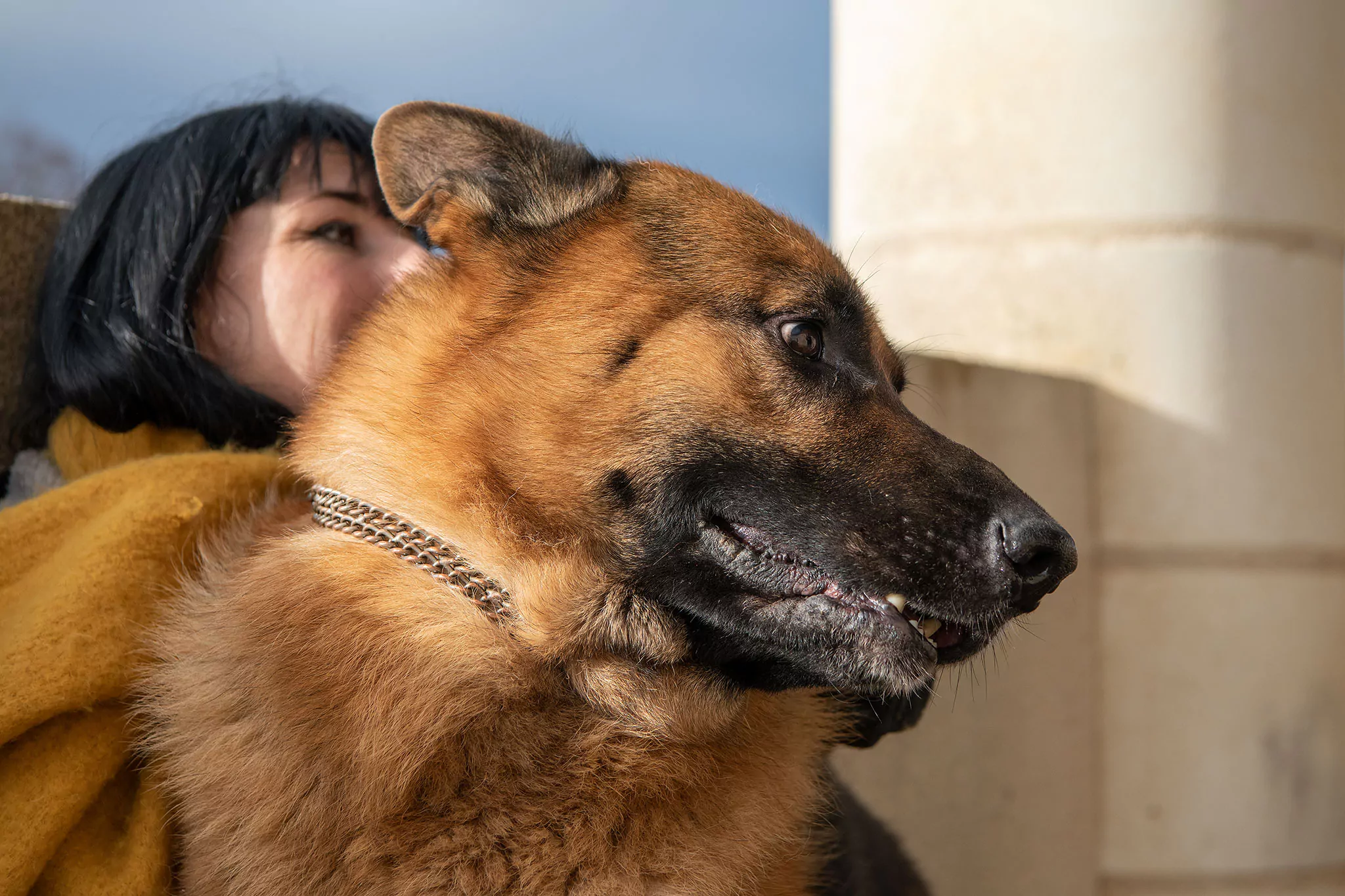 Le Noël des chiens