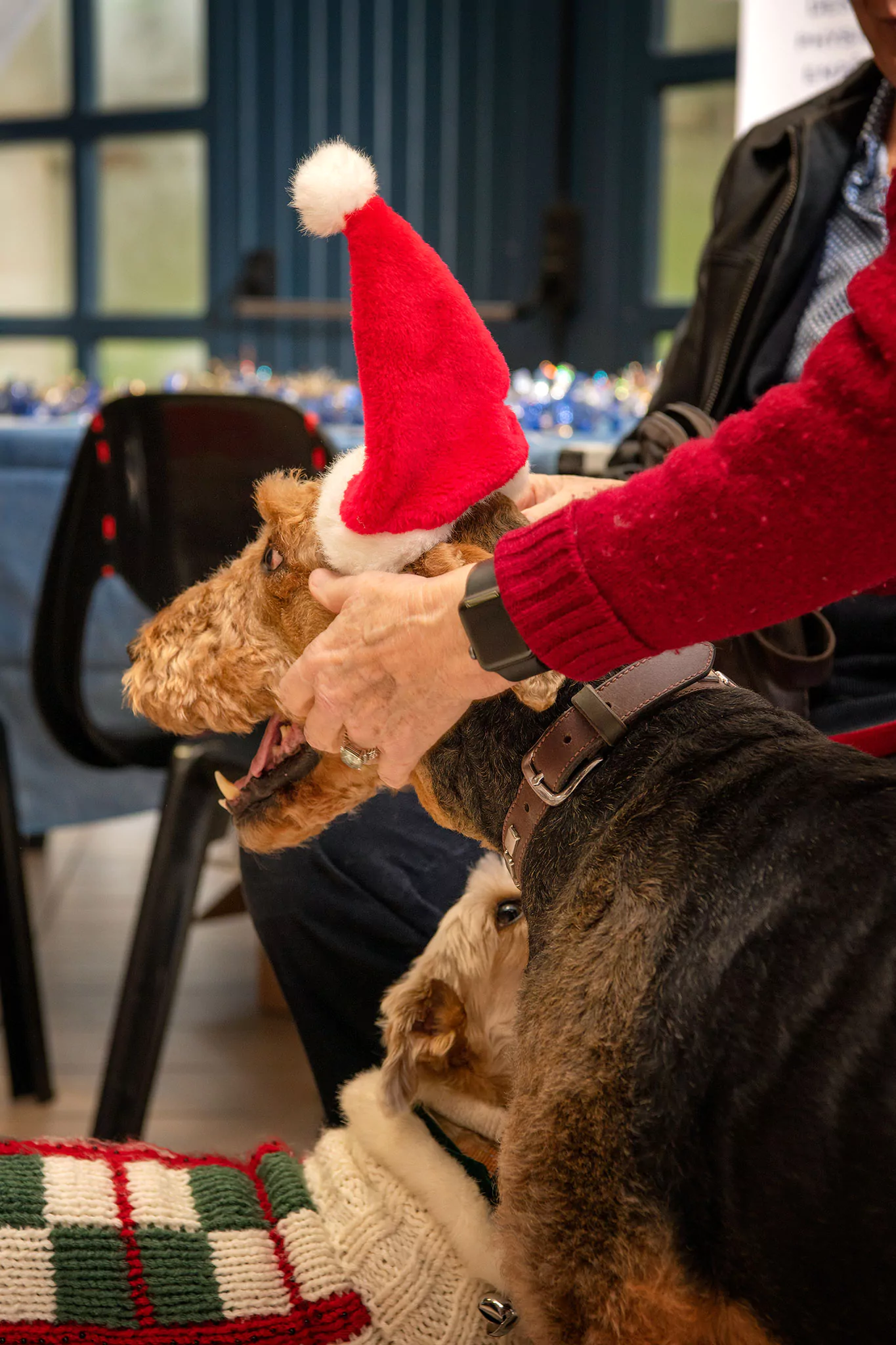 Le Noël des chiens