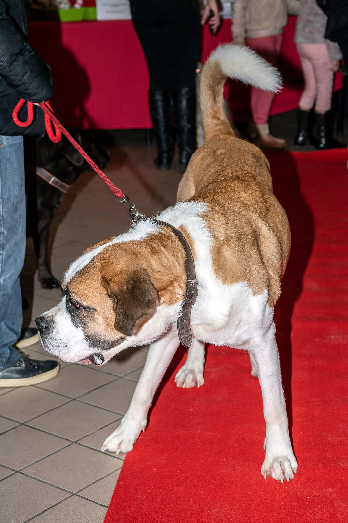 Le Noël des chiens