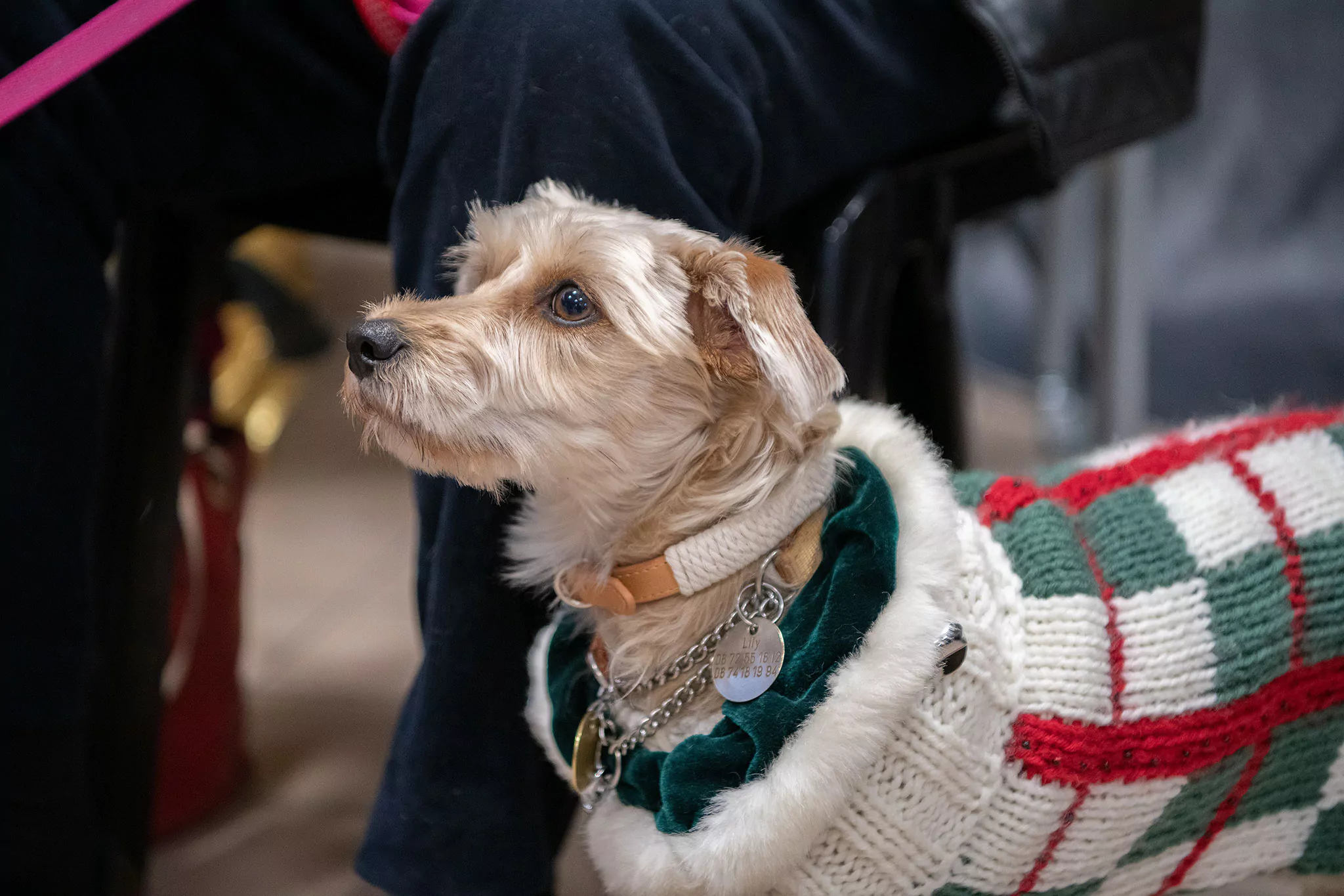 Le Noël des chiens
