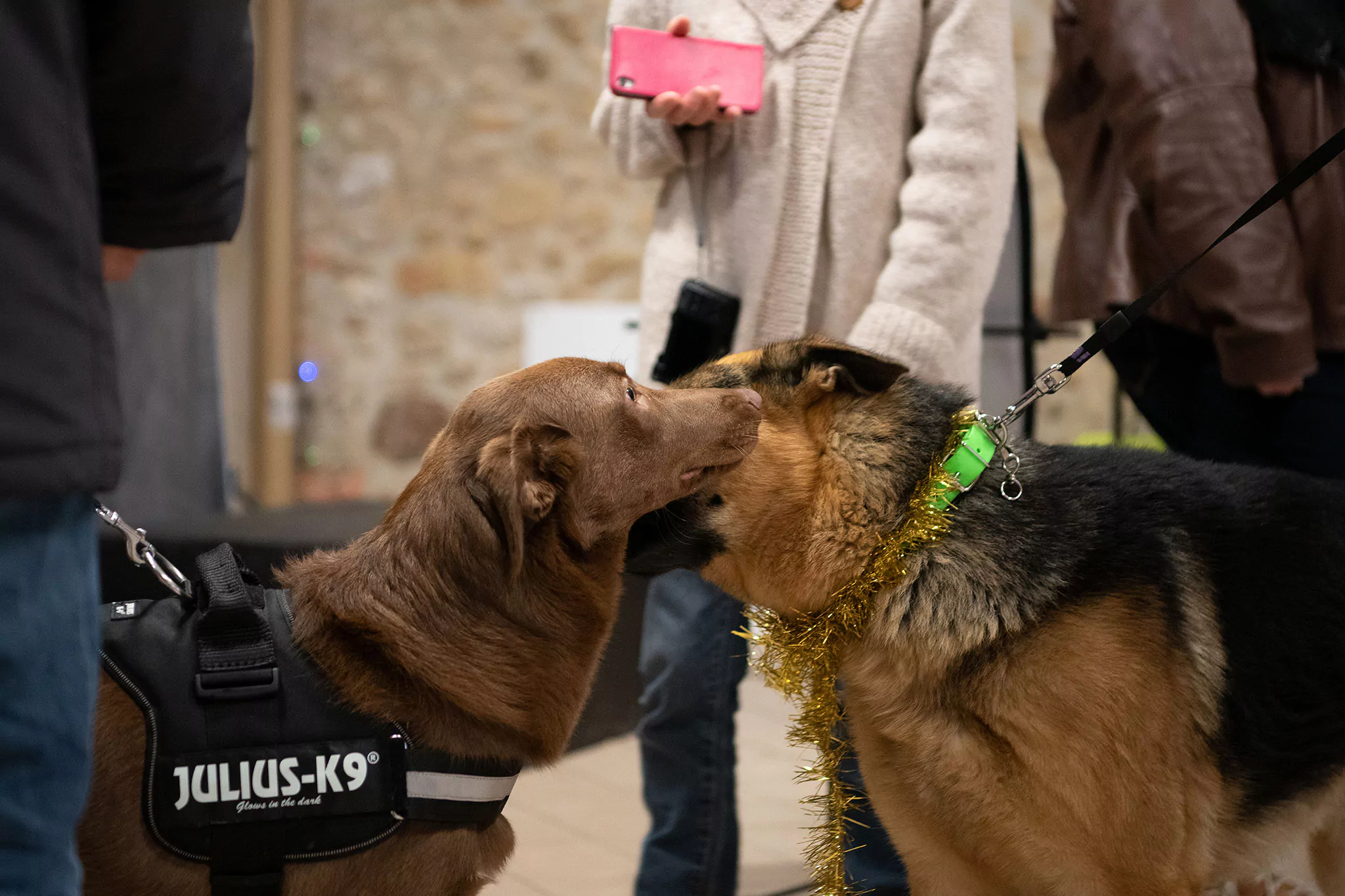 Le Noël des chiens