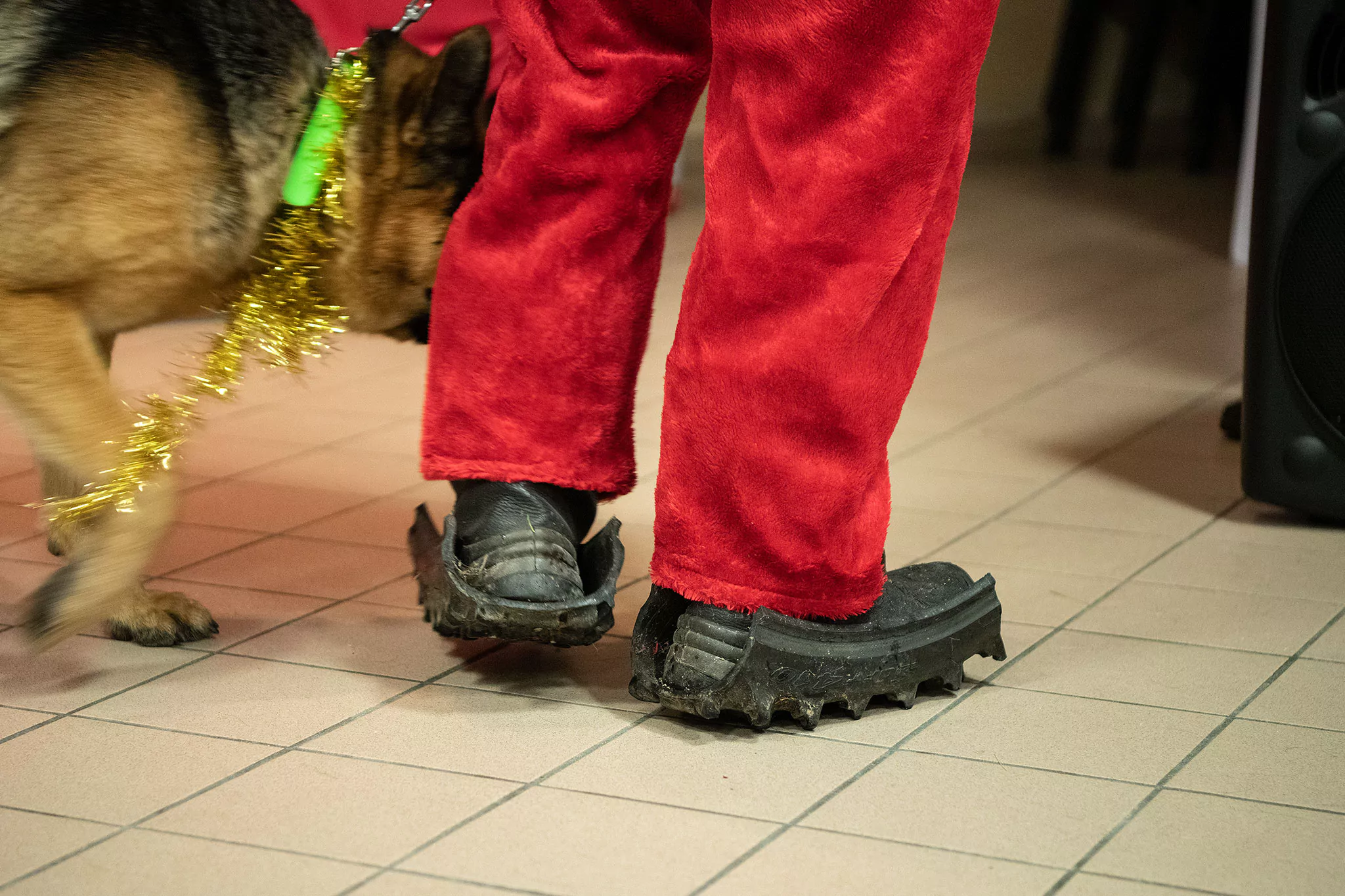 Le Noël des chiens