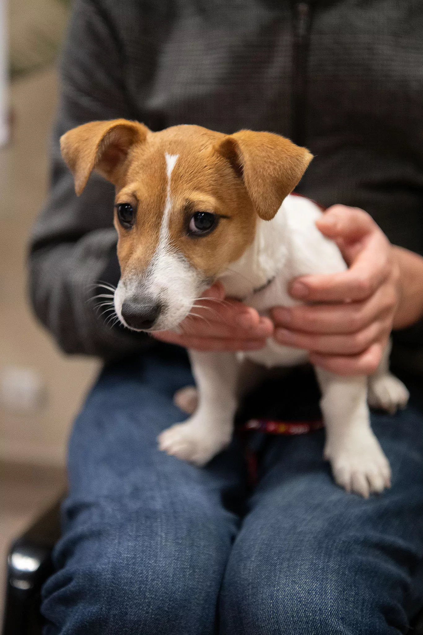 Le Noël des chiens