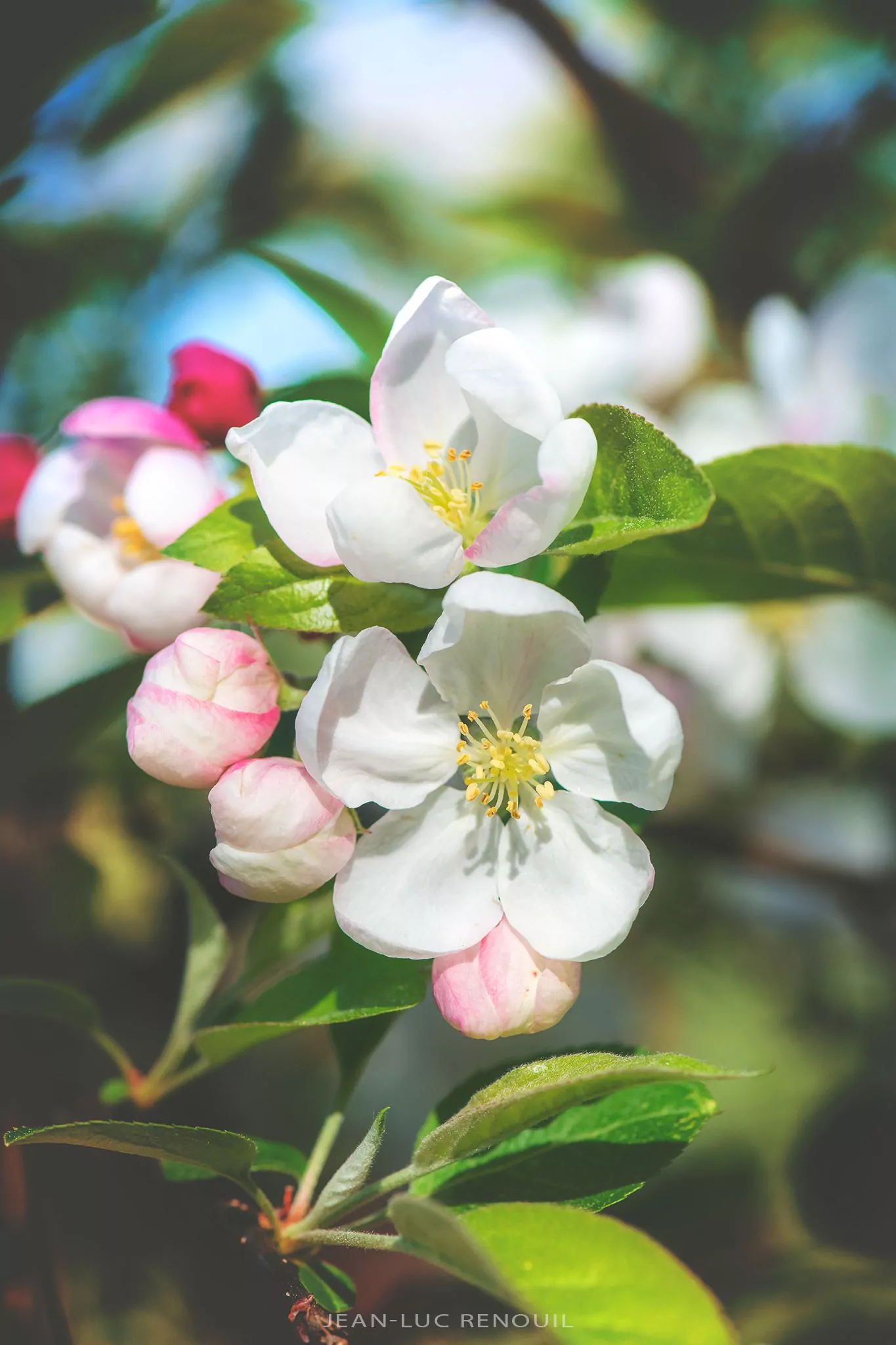 Jardin au printemps