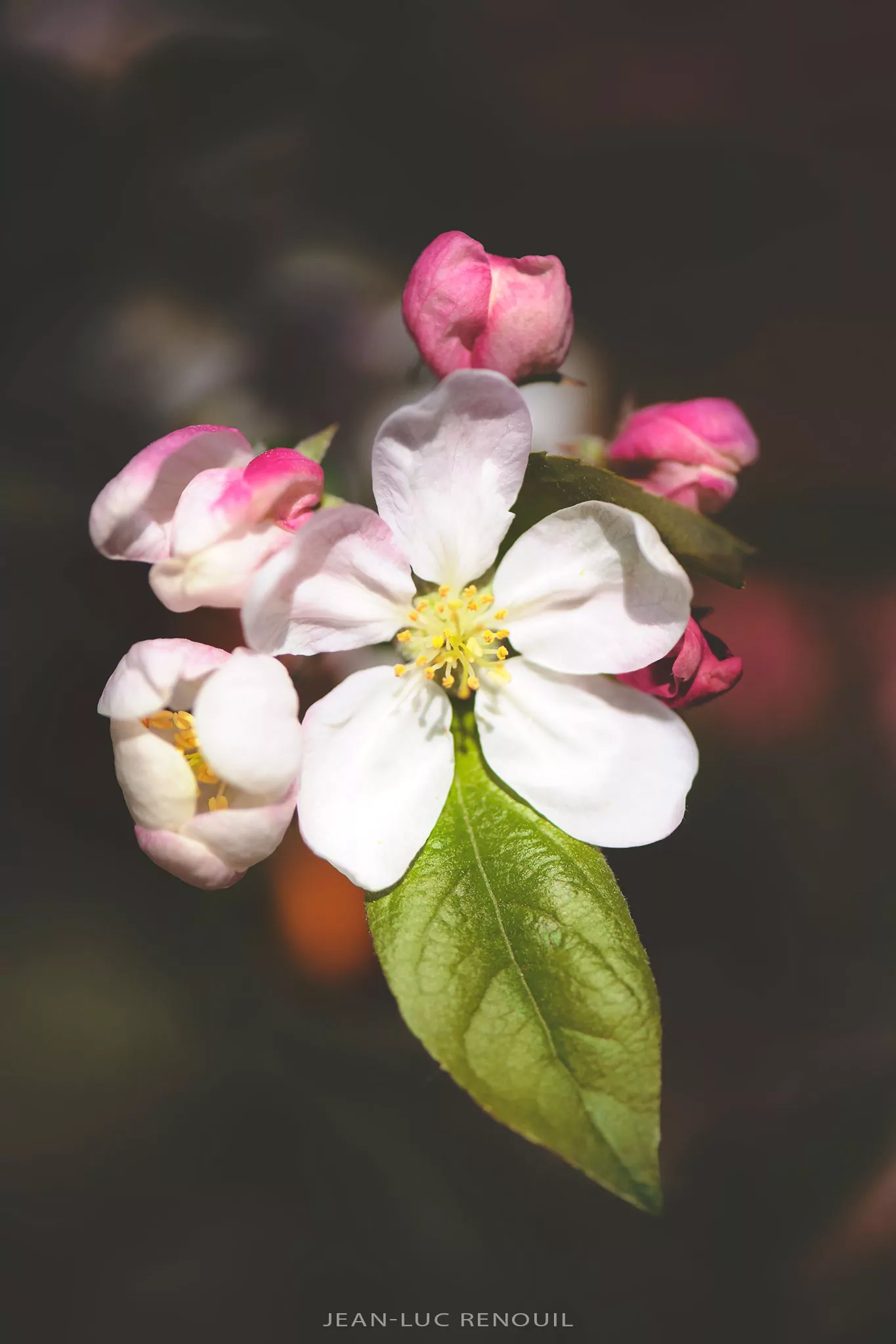 Jardin au printemps