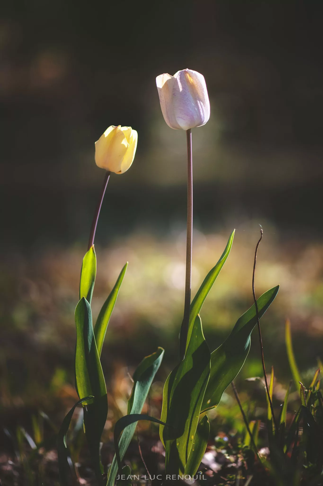 Jardin au printemps