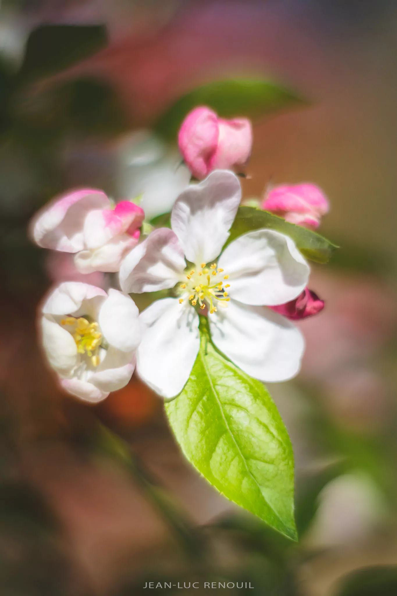 Jardin au printemps