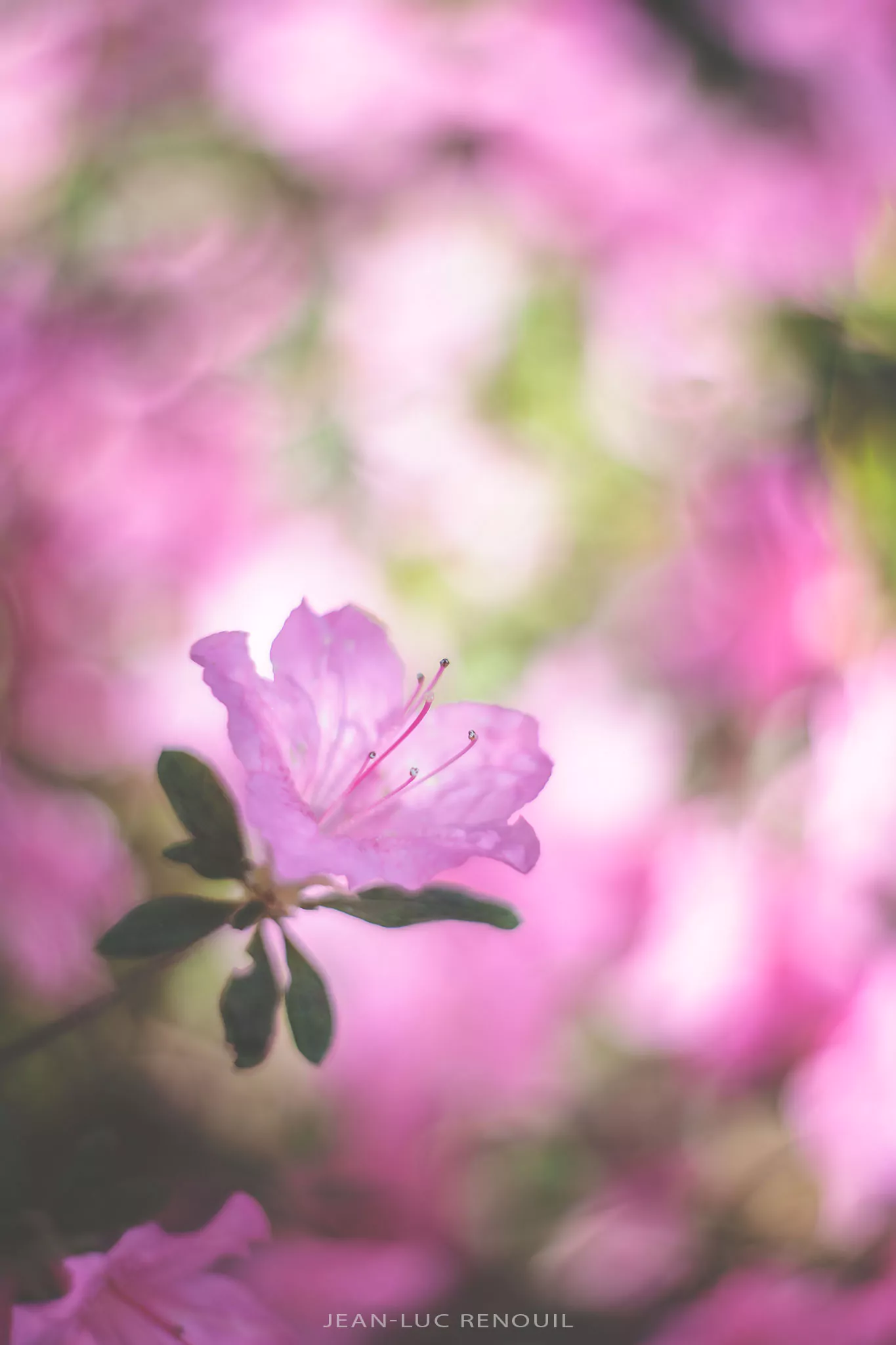 Jardin au printemps