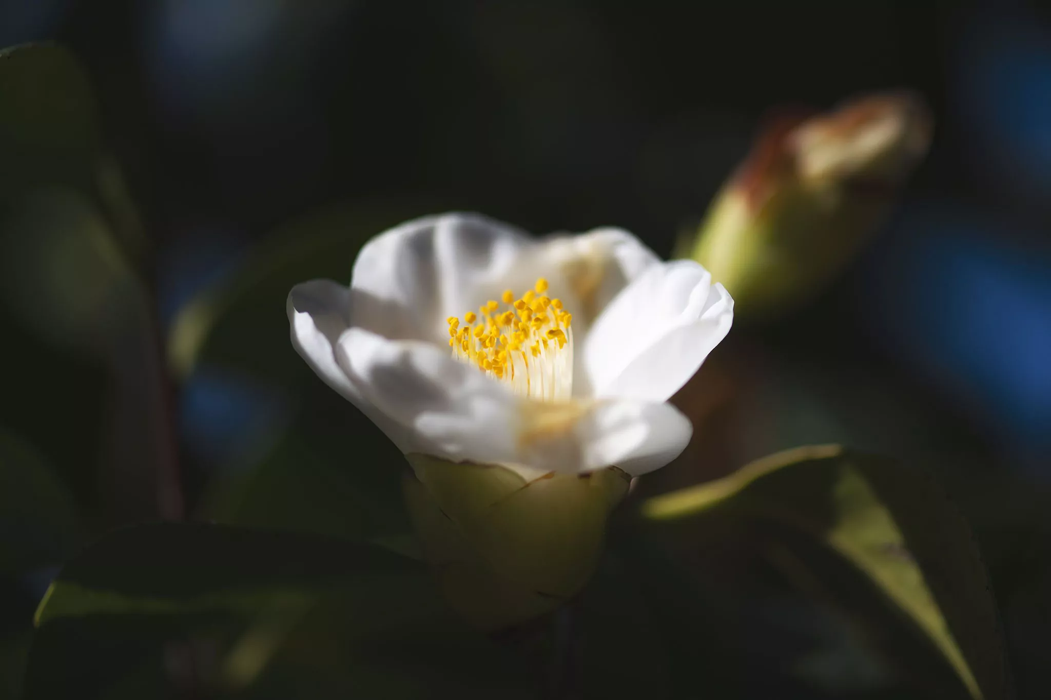 Jardin au printemps