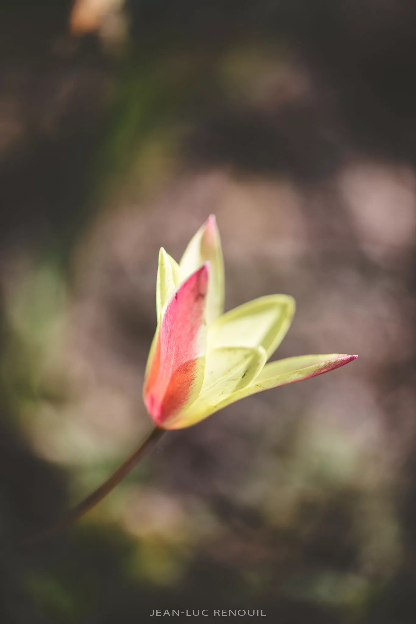Jardin au printemps