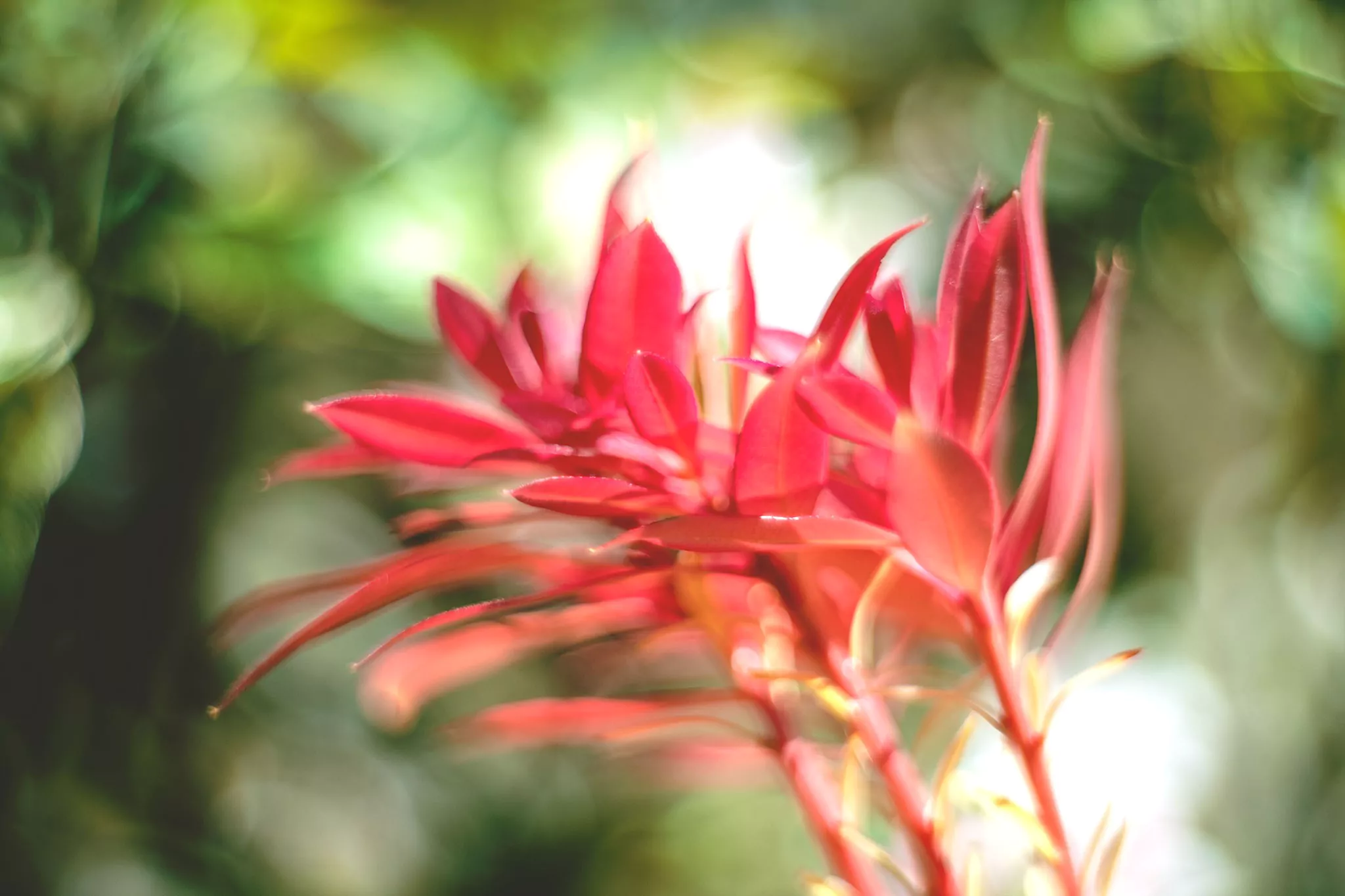 Jardin au printemps