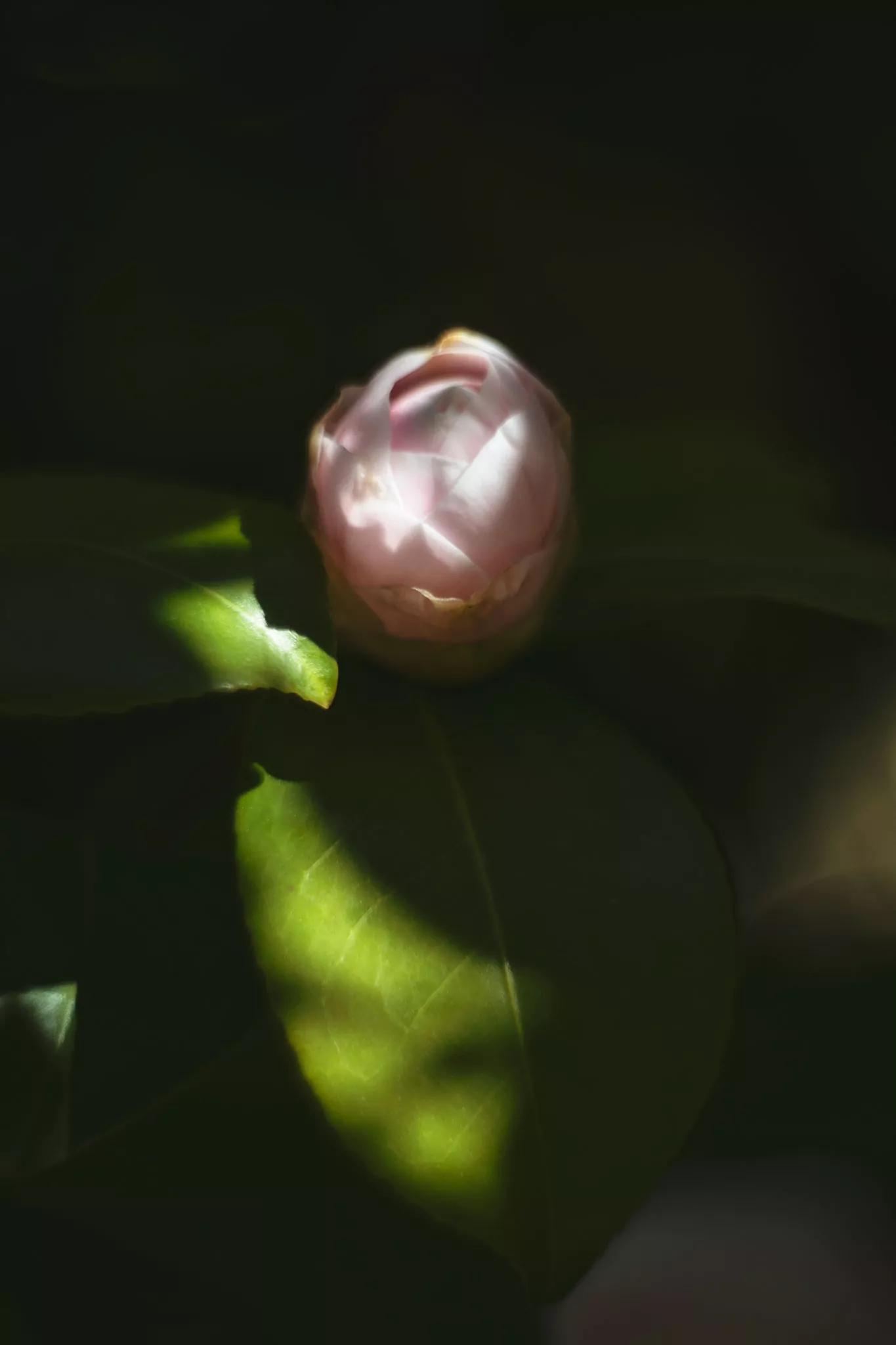 Jardin au printemps