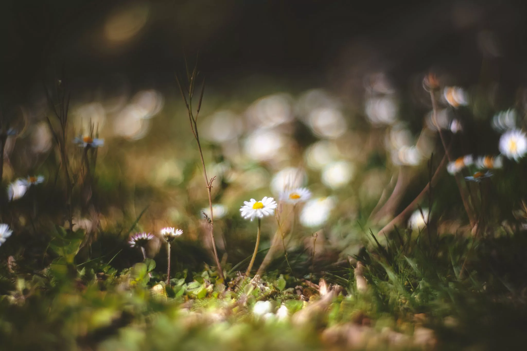 Jardin au printemps