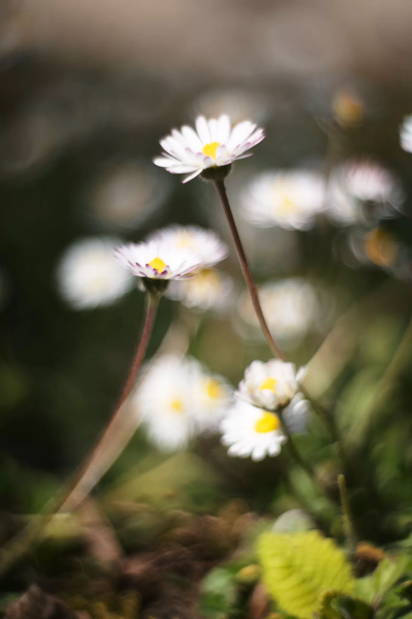 Jardin au printemps
