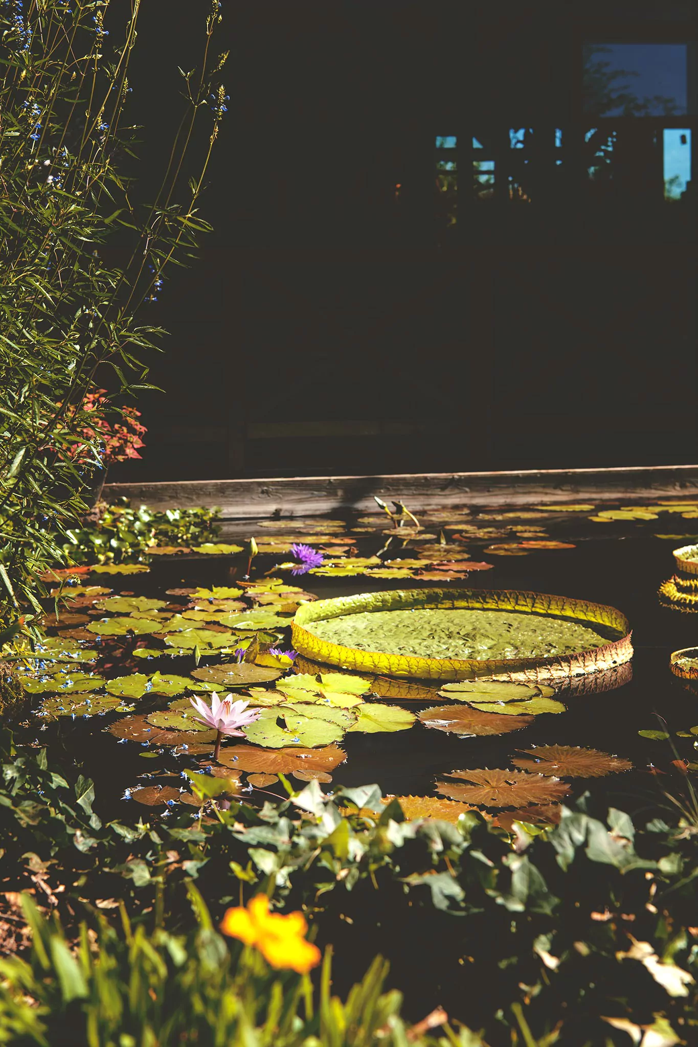 Les jardins d'eau de Carsac