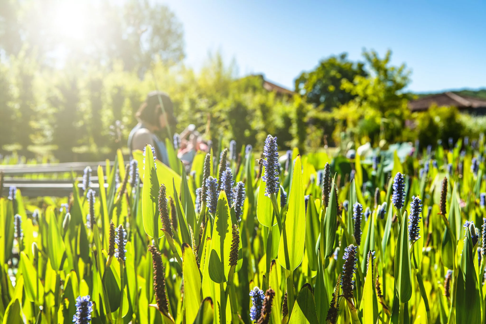 Les jardins d'eau de Carsac