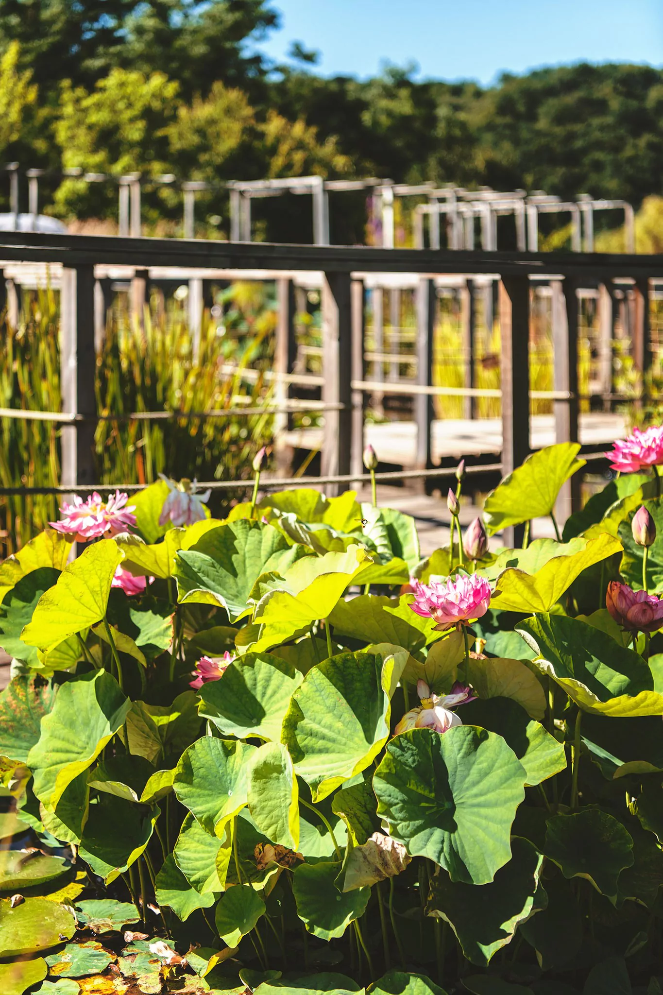 Les jardins d'eau de Carsac