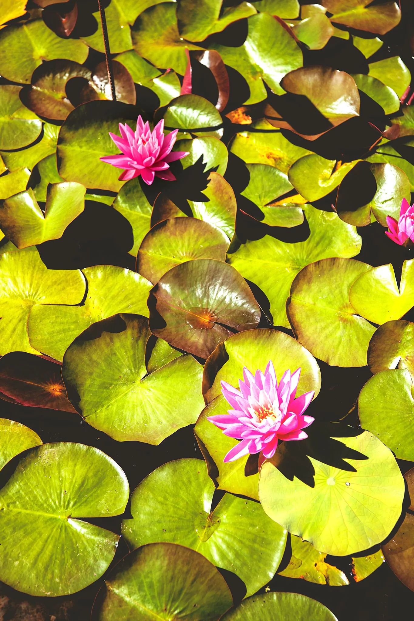 Les jardins d'eau de Carsac