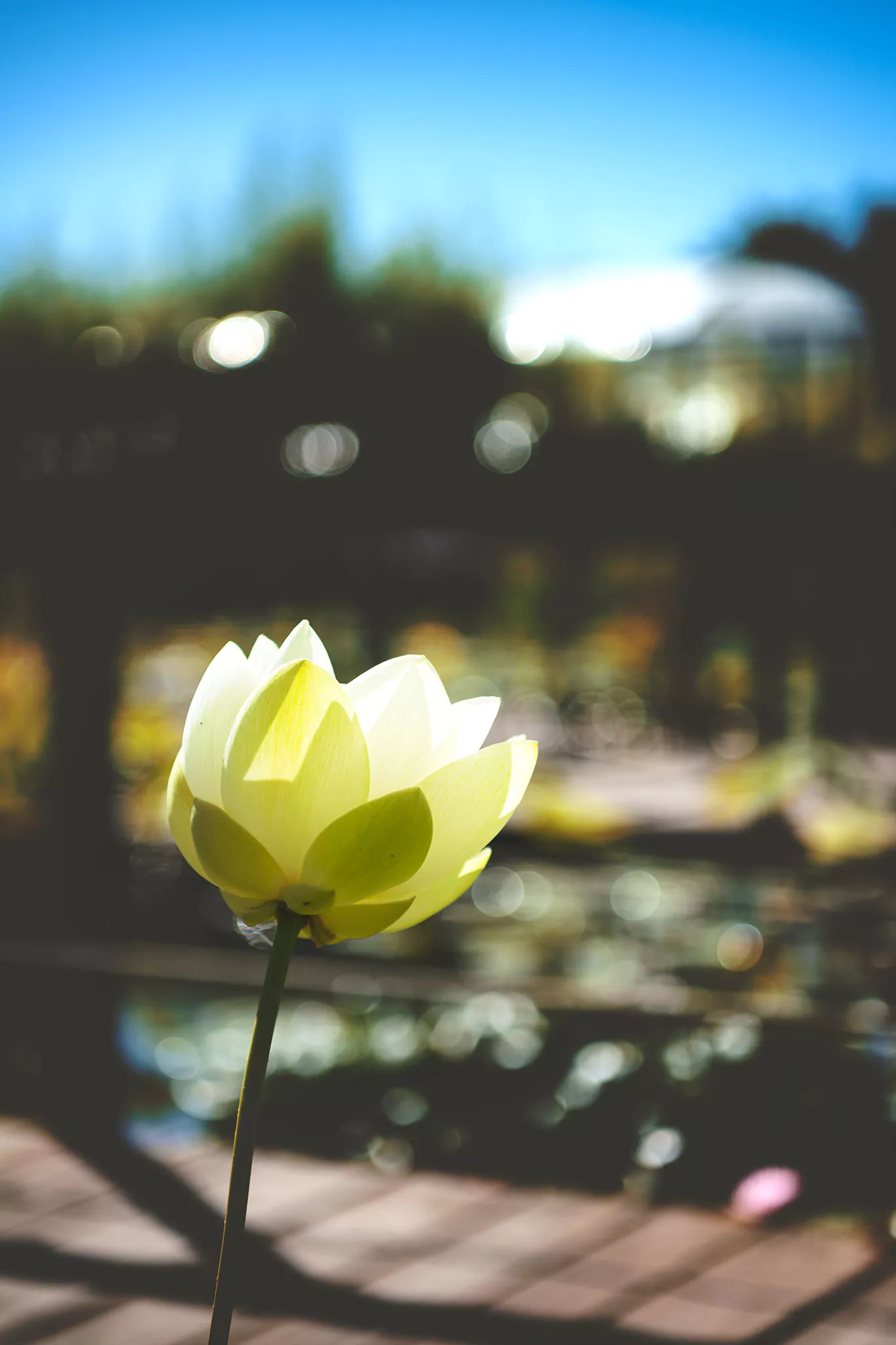 Les jardins d'eau de Carsac