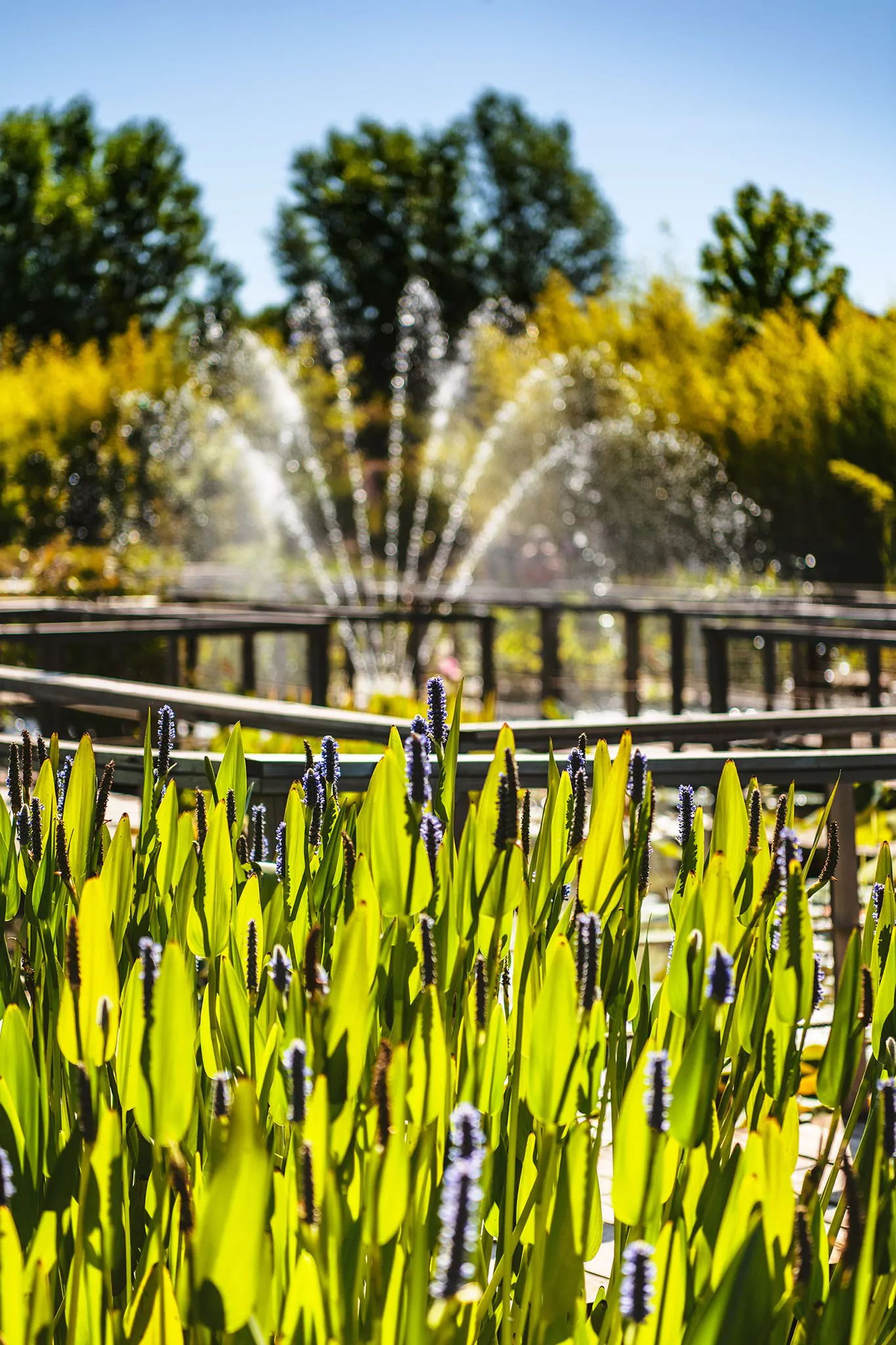 Les jardins d'eau de Carsac