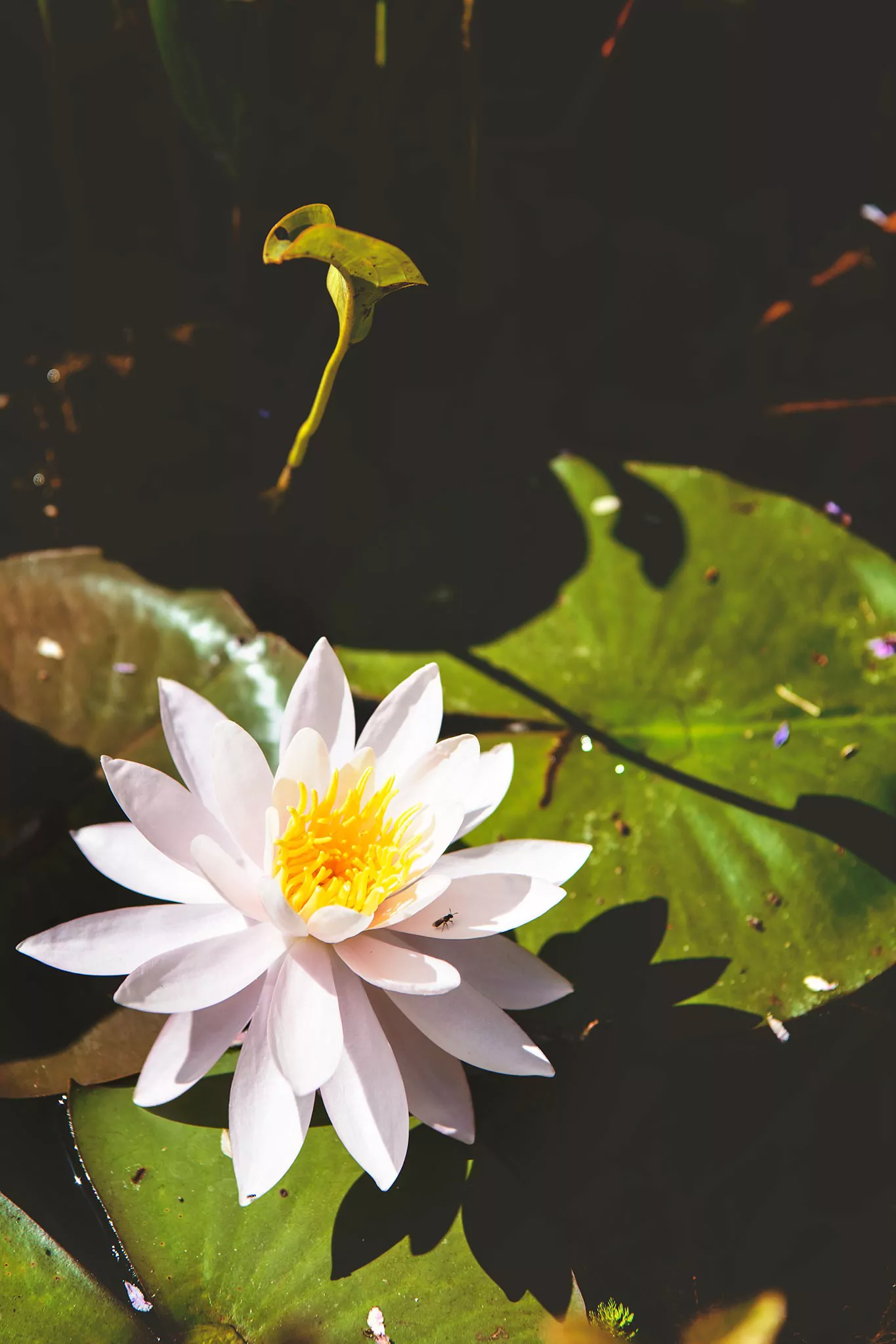 Les jardins d'eau de Carsac