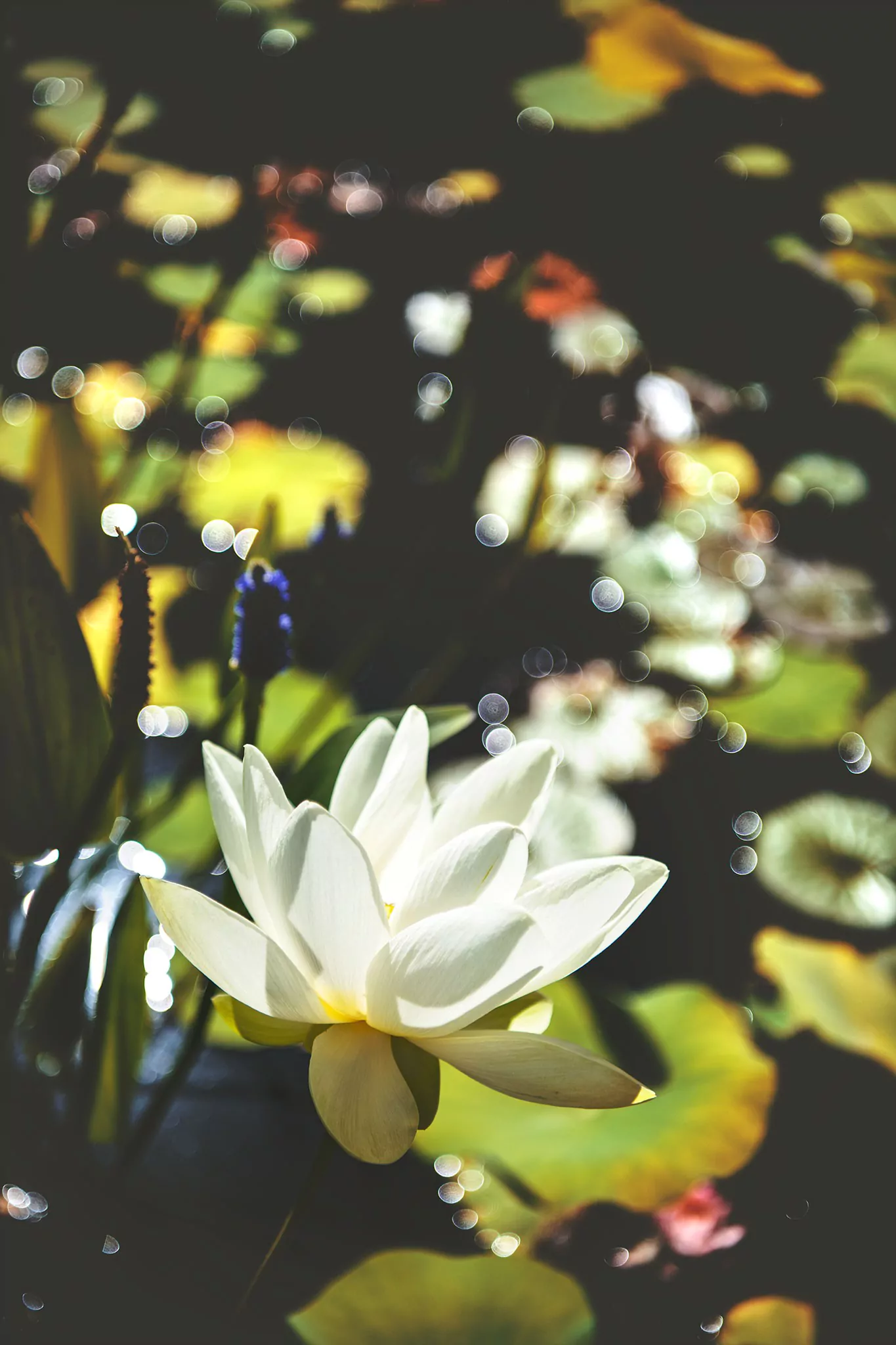 Les jardins d'eau de Carsac
