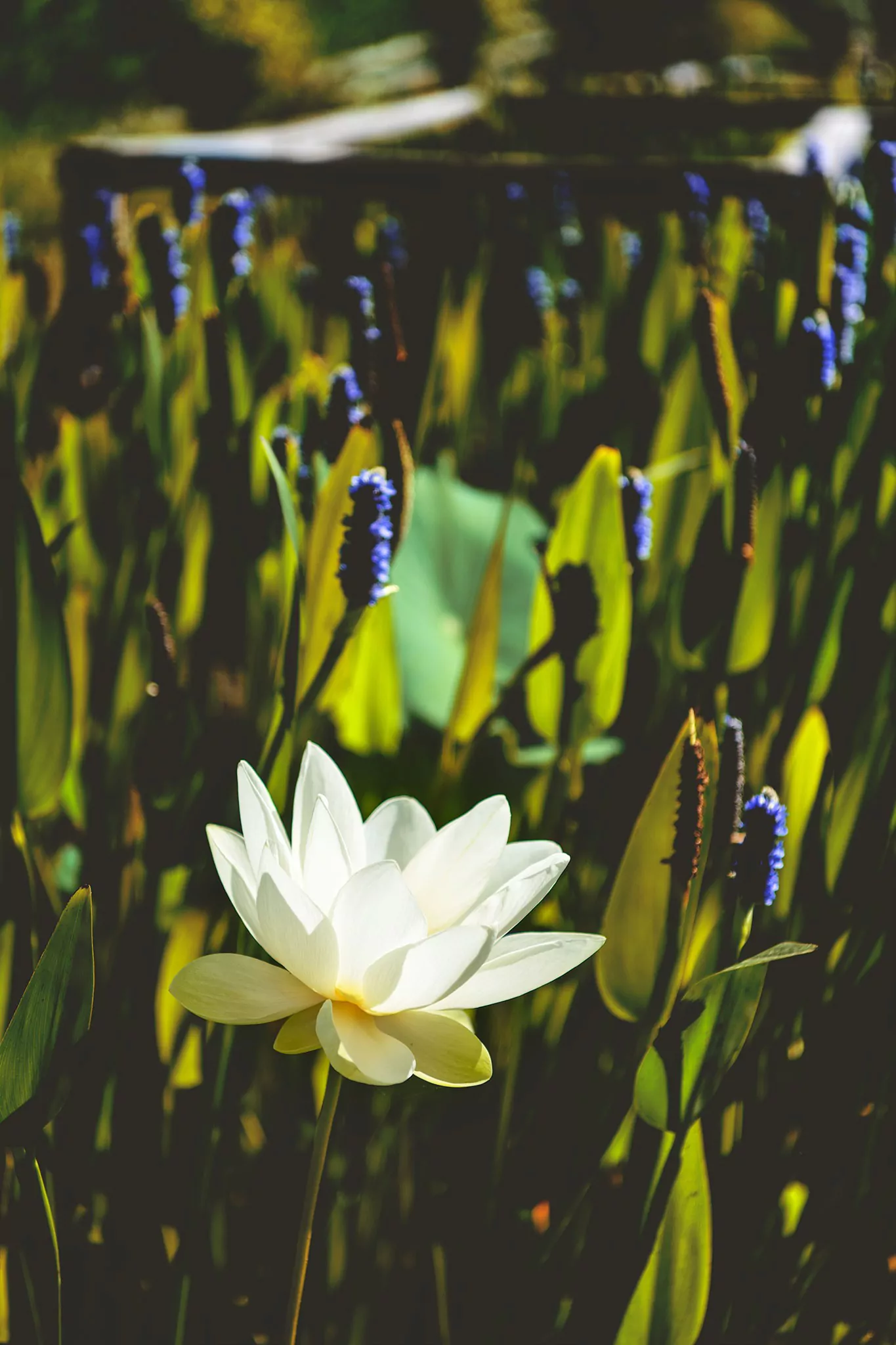 Les jardins d'eau de Carsac