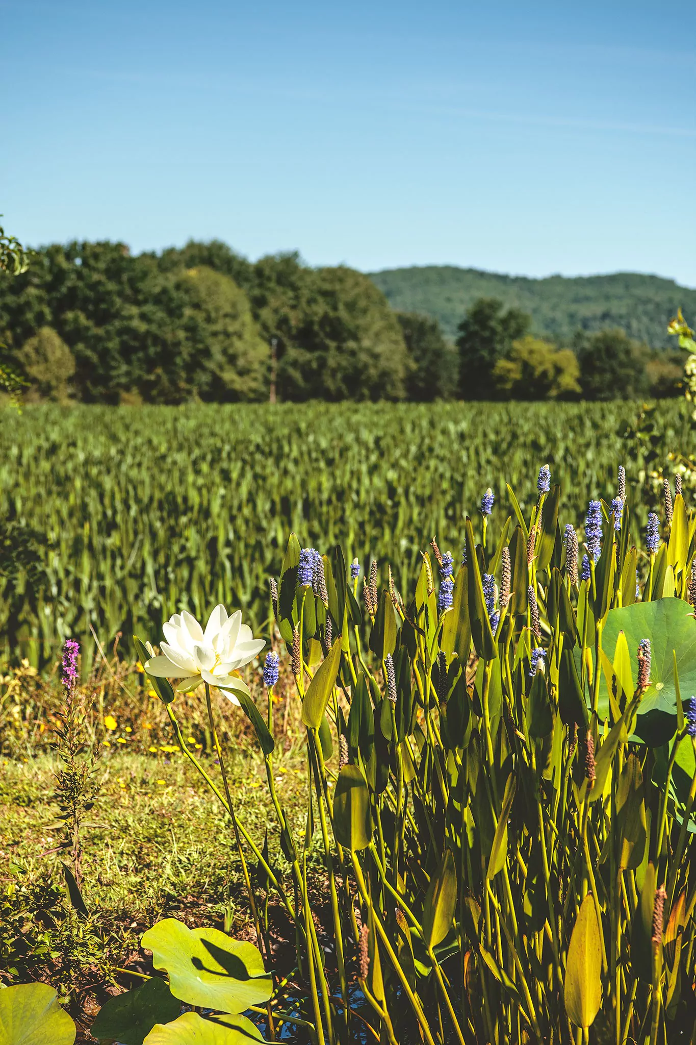 Les jardins d'eau de Carsac