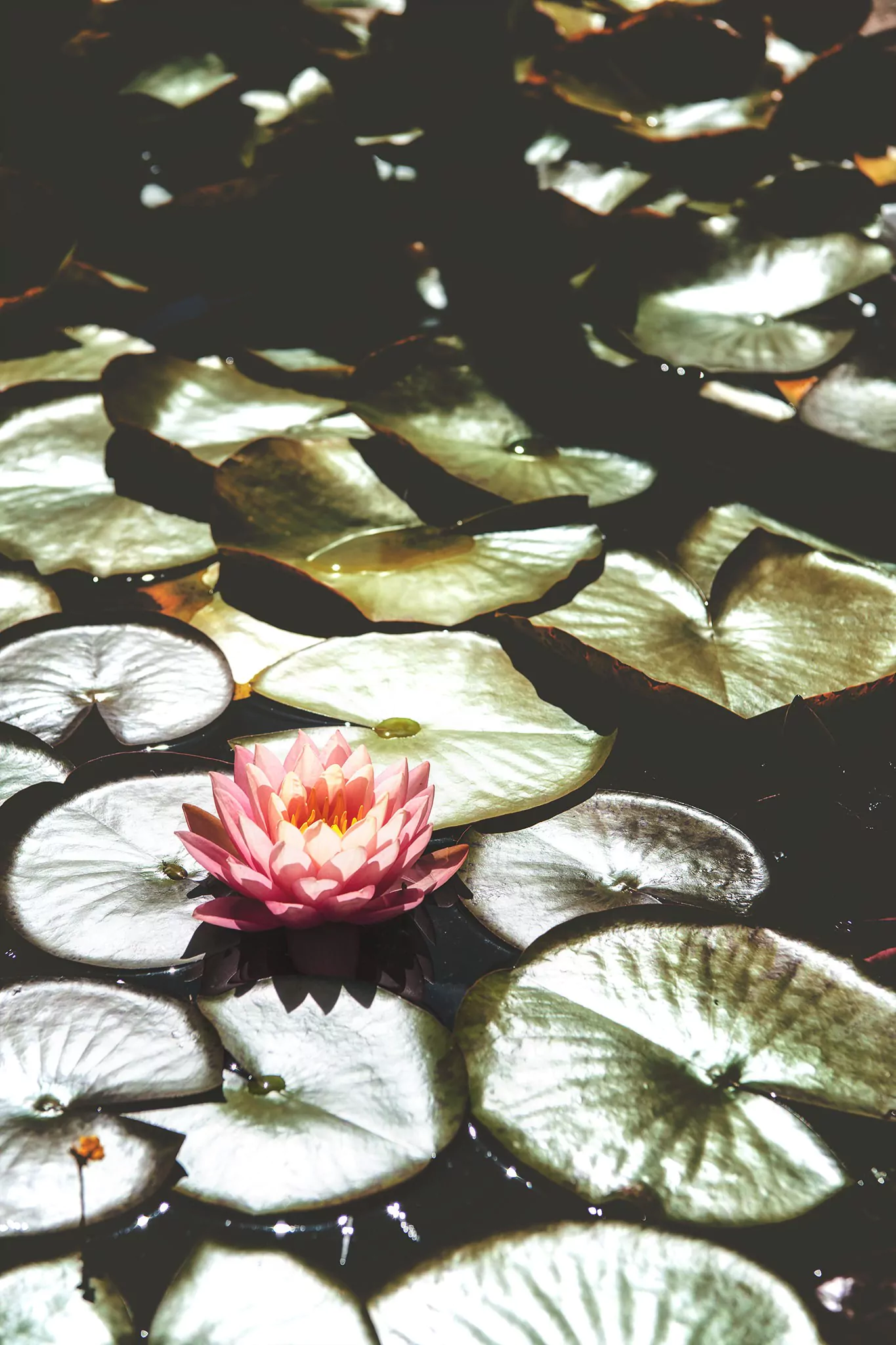 Les jardins d'eau de Carsac