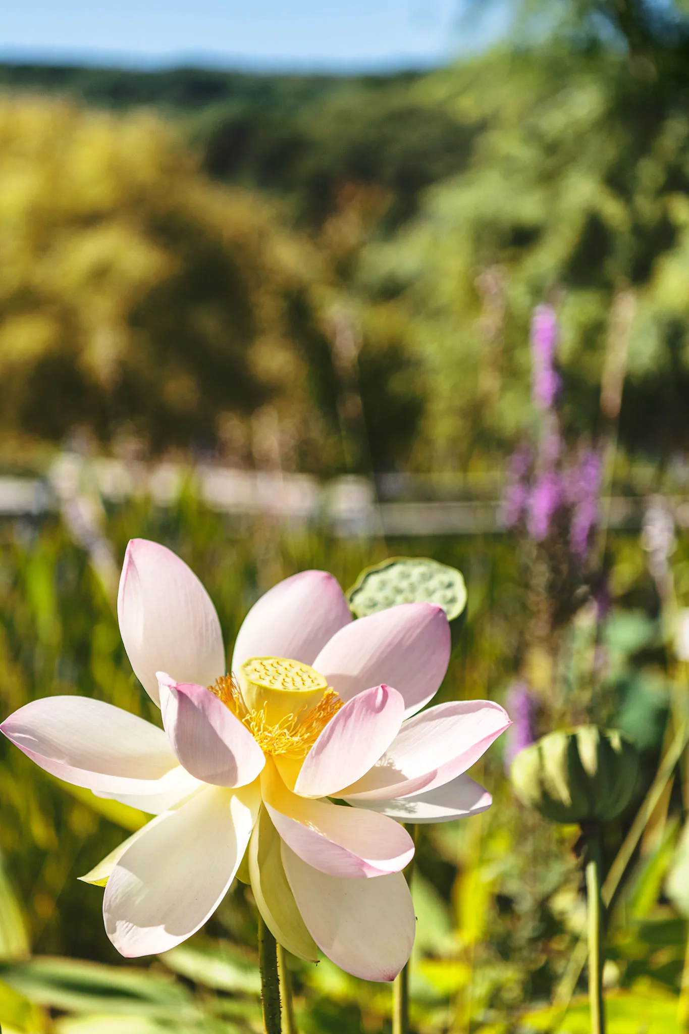 Les jardins d'eau de Carsac