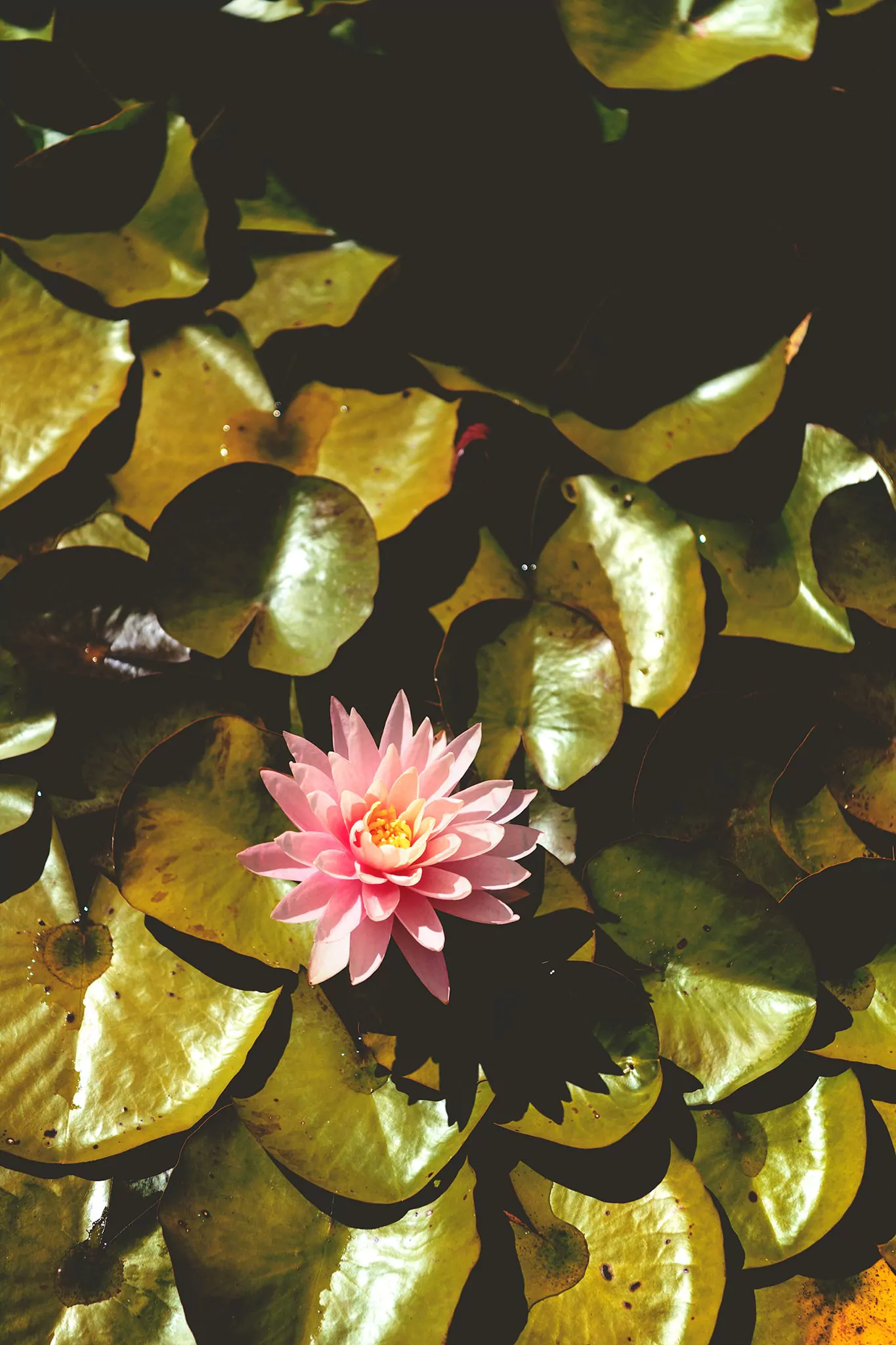 Les jardins d'eau de Carsac