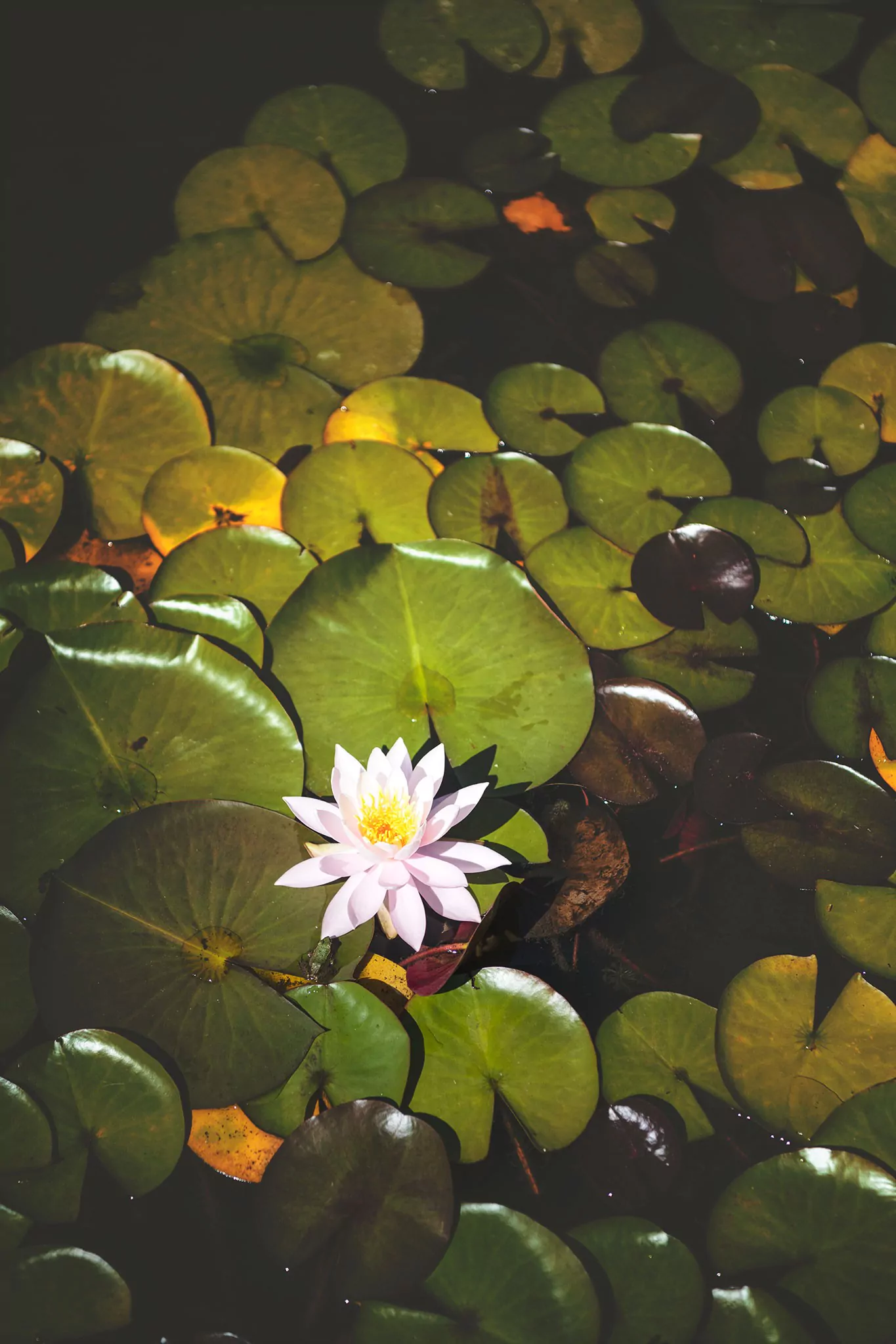 Les jardins d'eau de Carsac