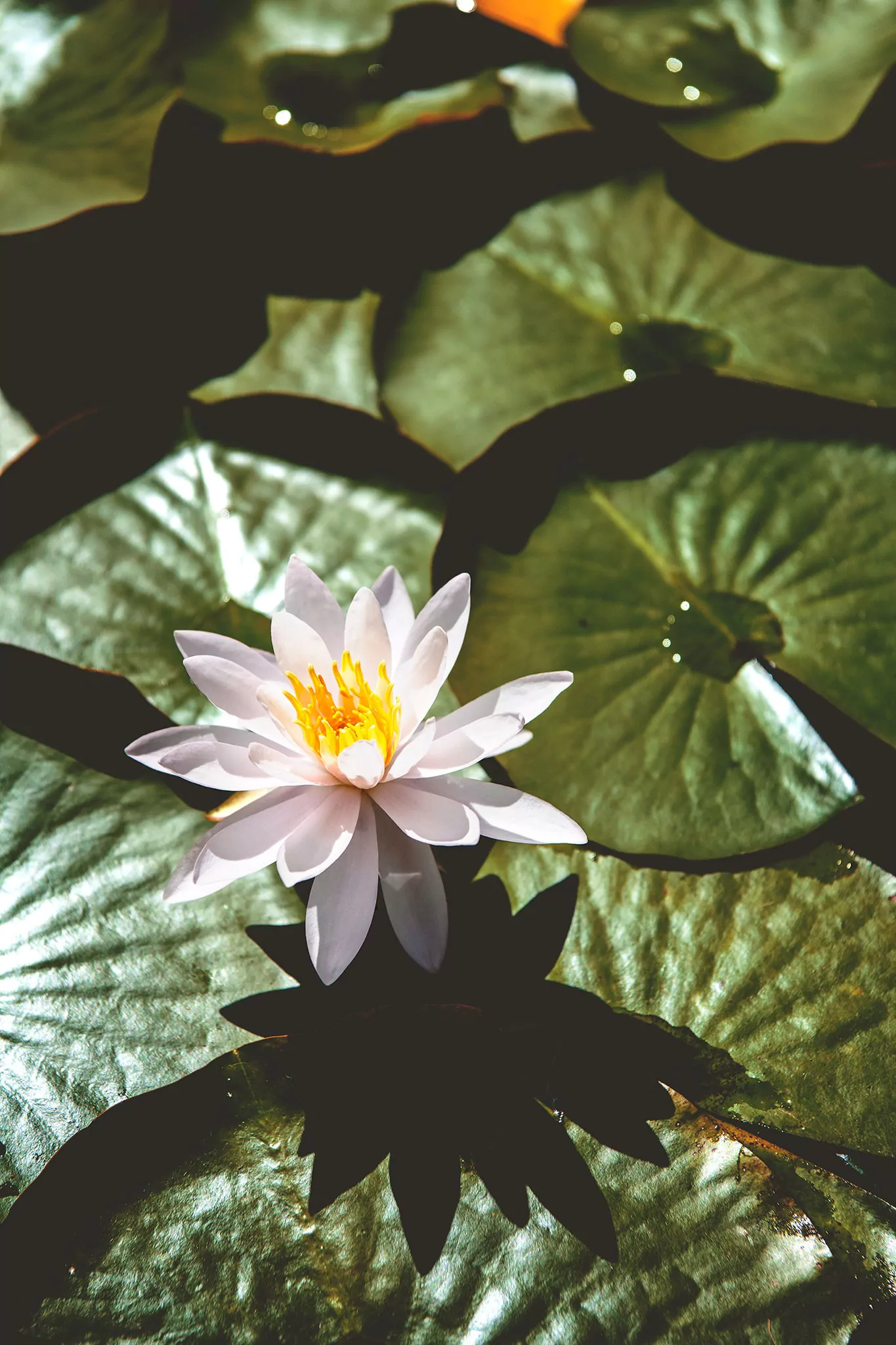 Les jardins d'eau de Carsac