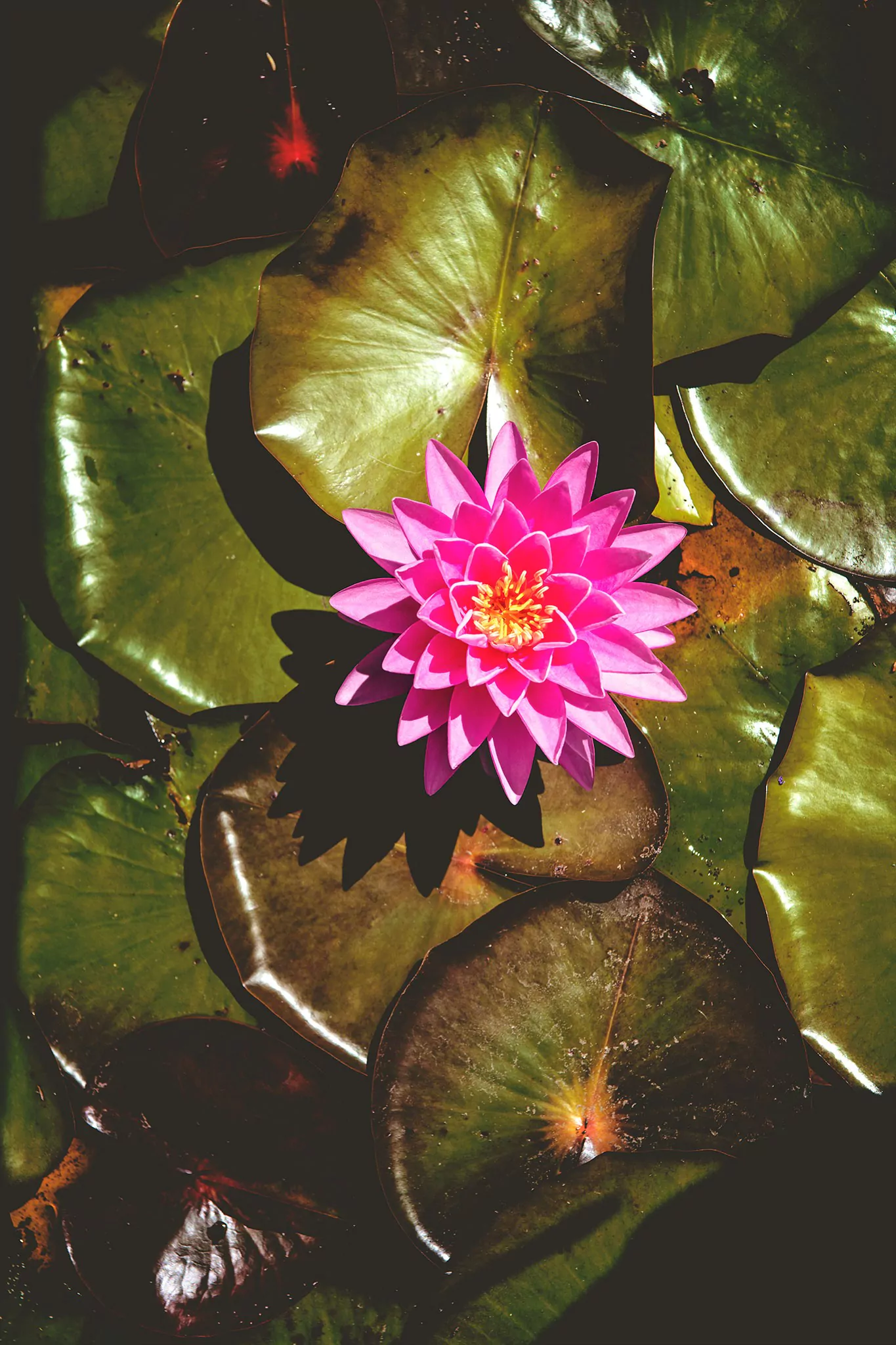 Les jardins d'eau de Carsac