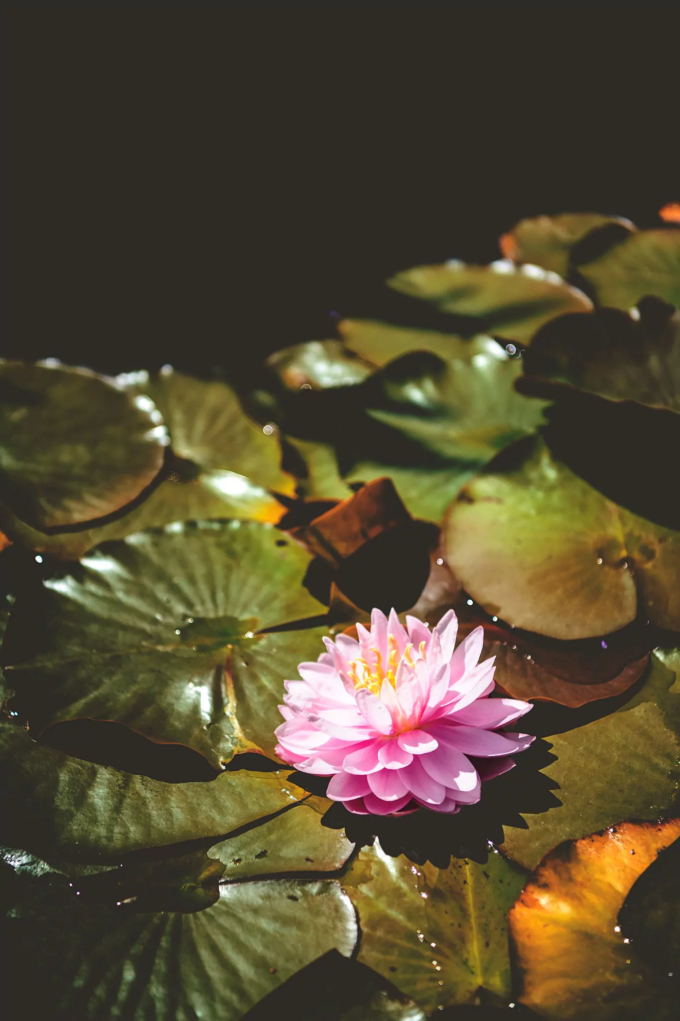 Les jardins d'eau de Carsac
