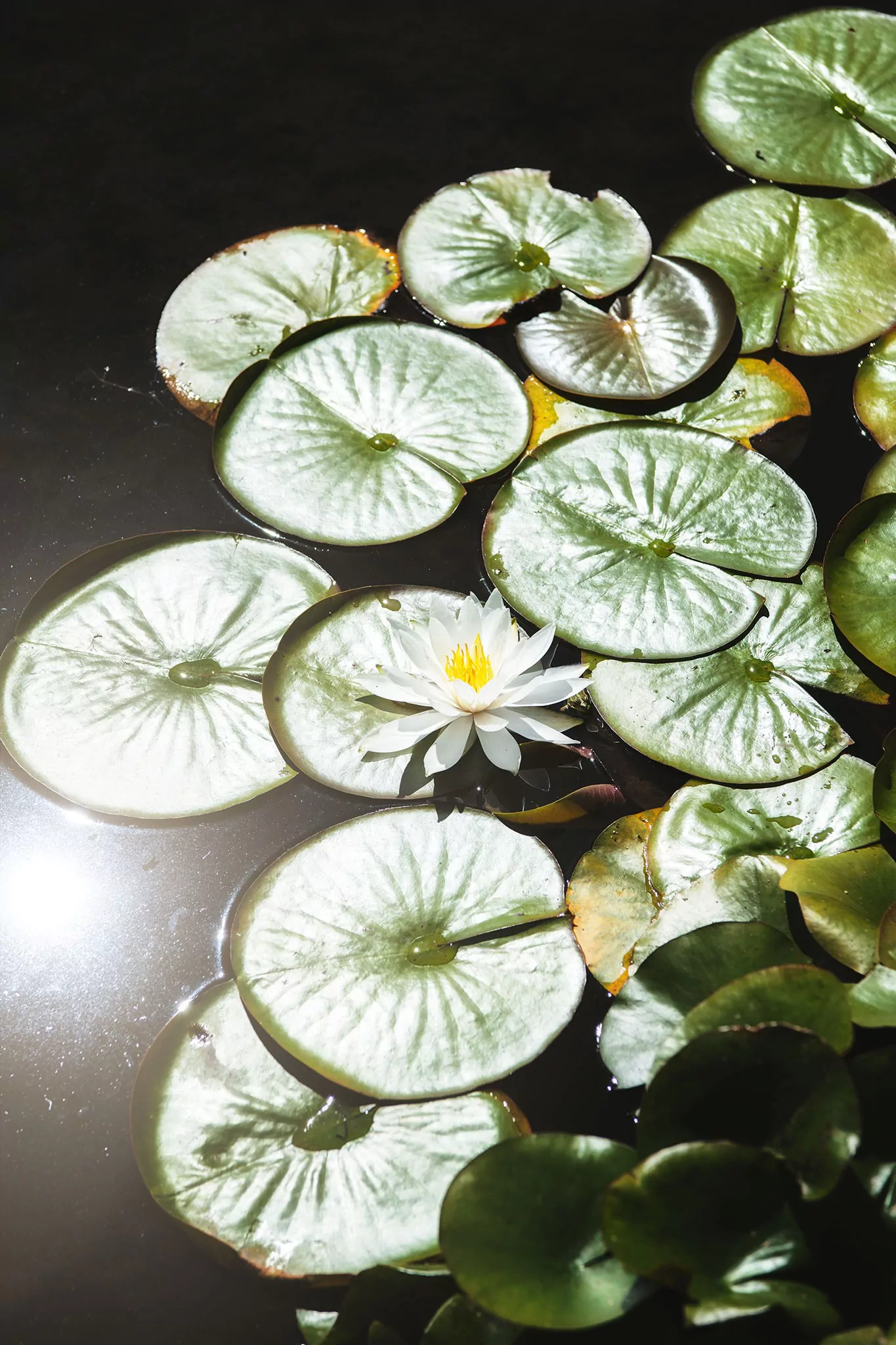 Les jardins d'eau de Carsac
