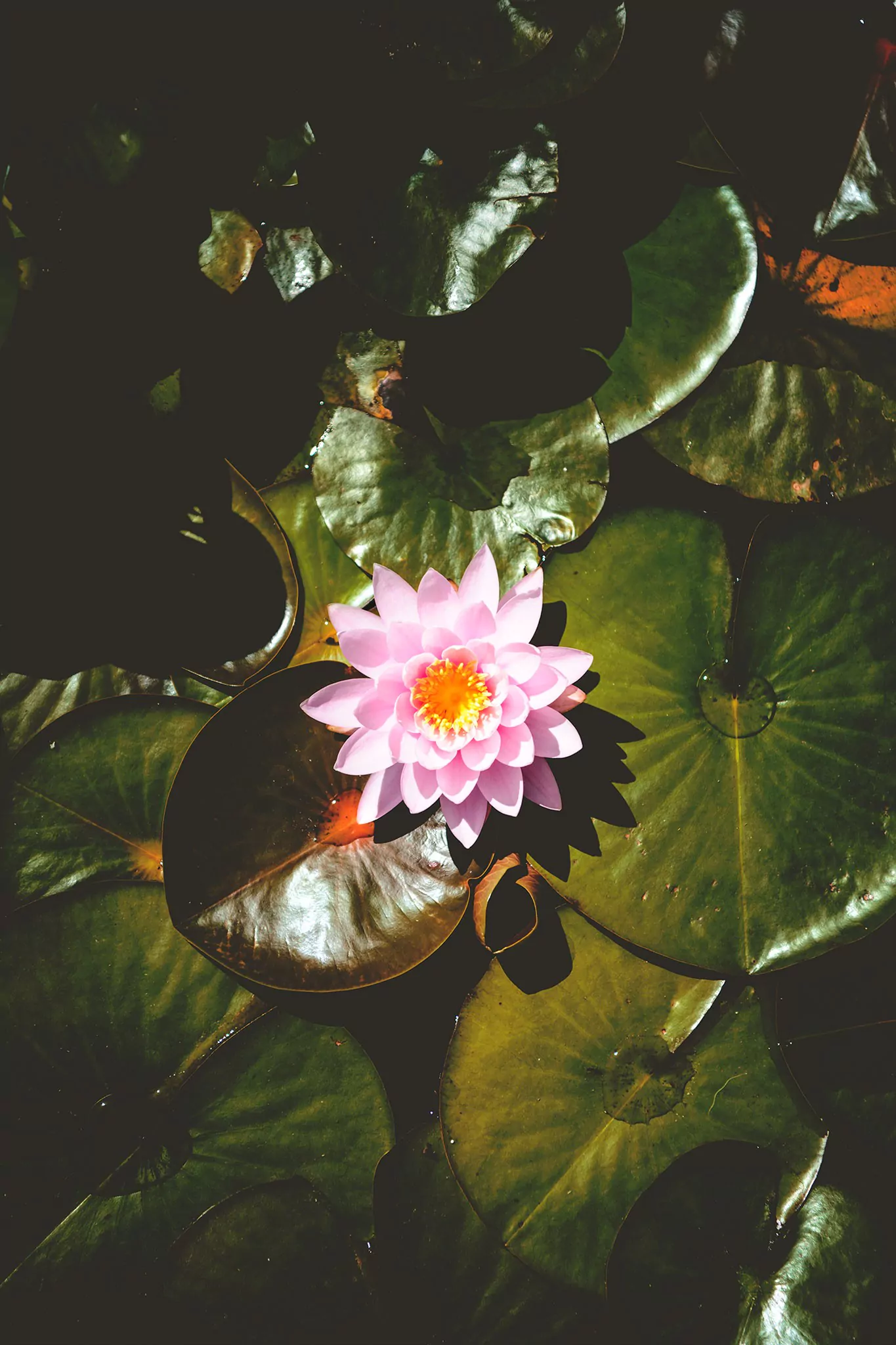 Les jardins d'eau de Carsac