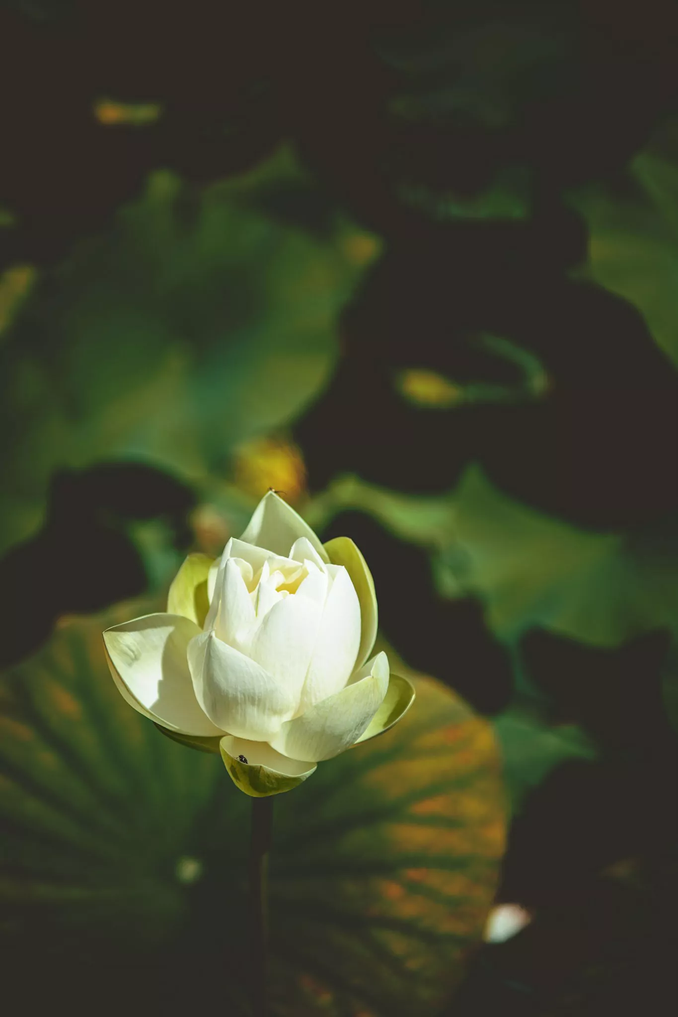 Les jardins d'eau de Carsac