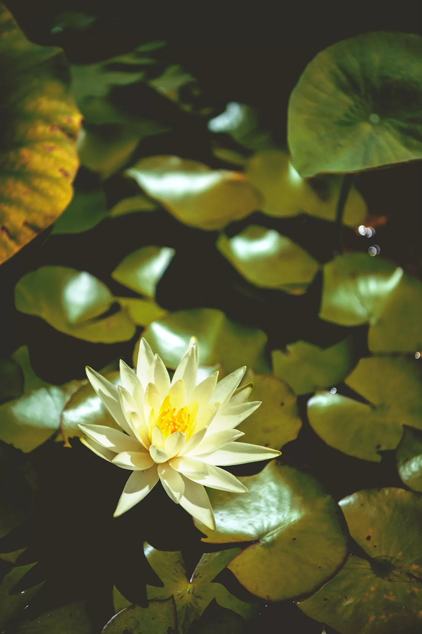 Les jardins d'eau de Carsac