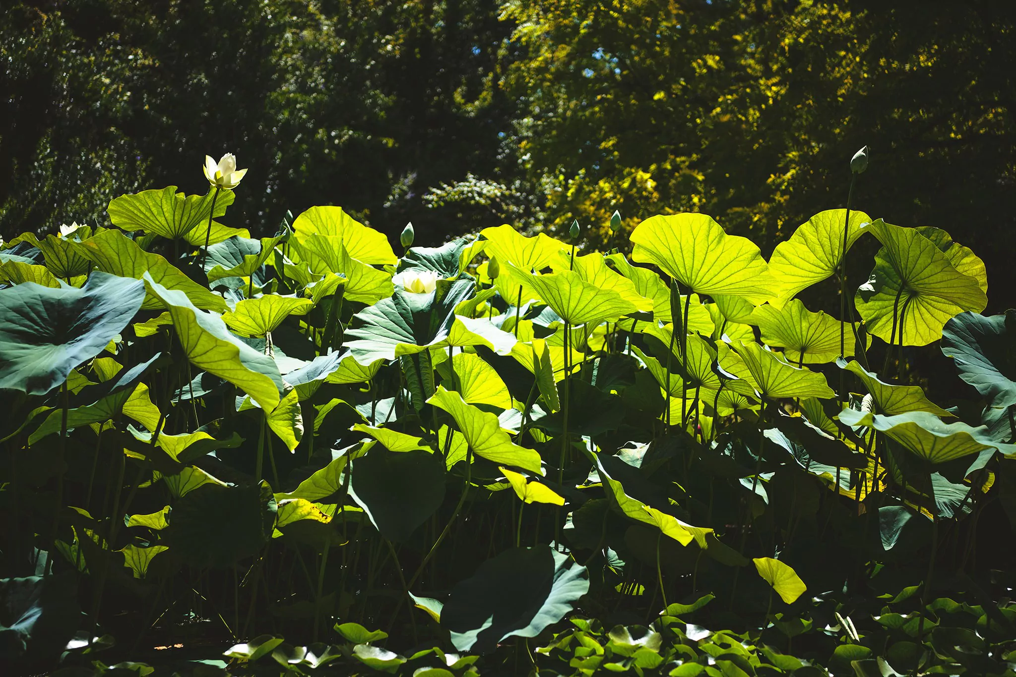 Les jardins d'eau de Carsac