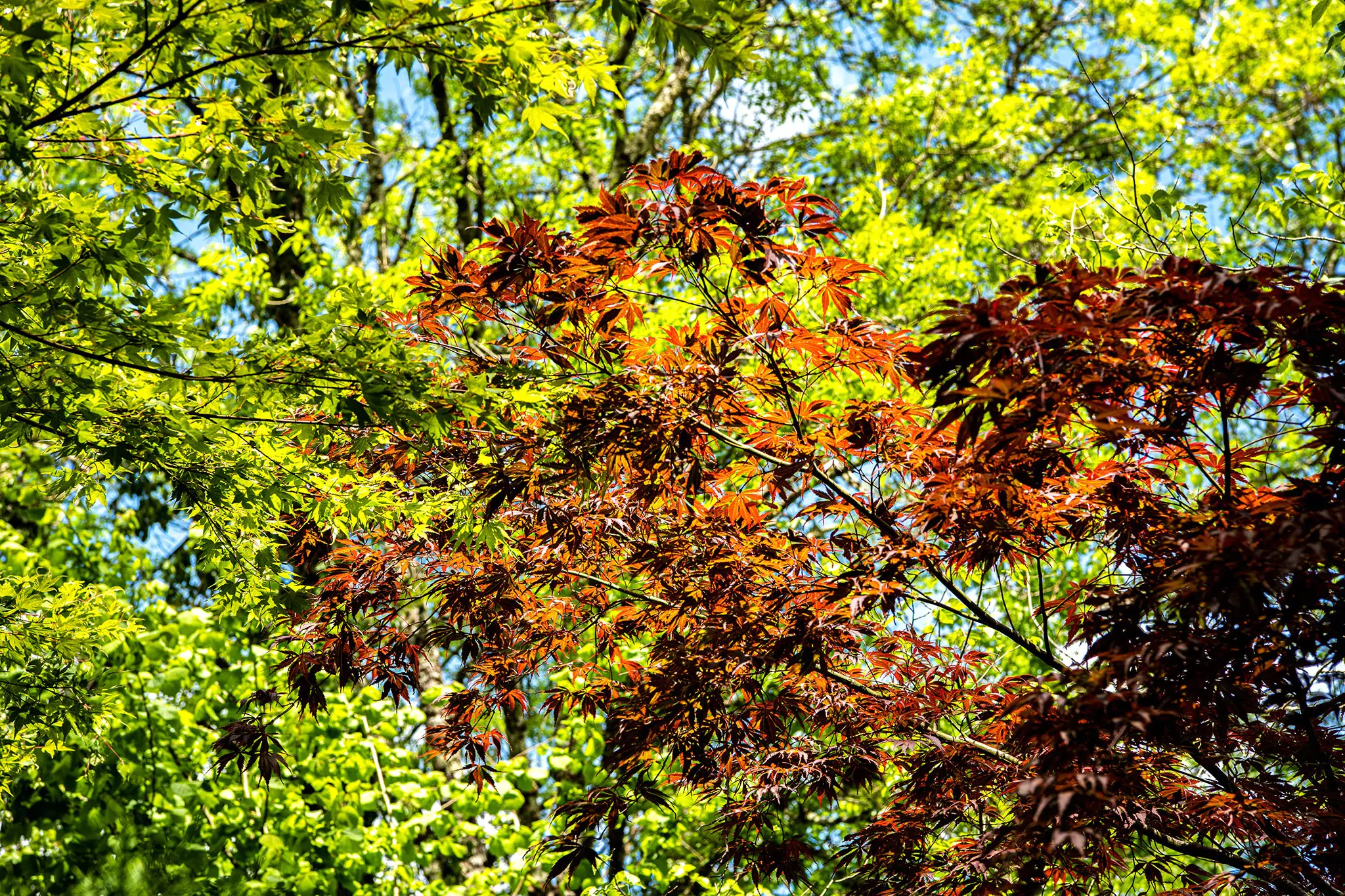 Les jardins tranquilles de Brantôme